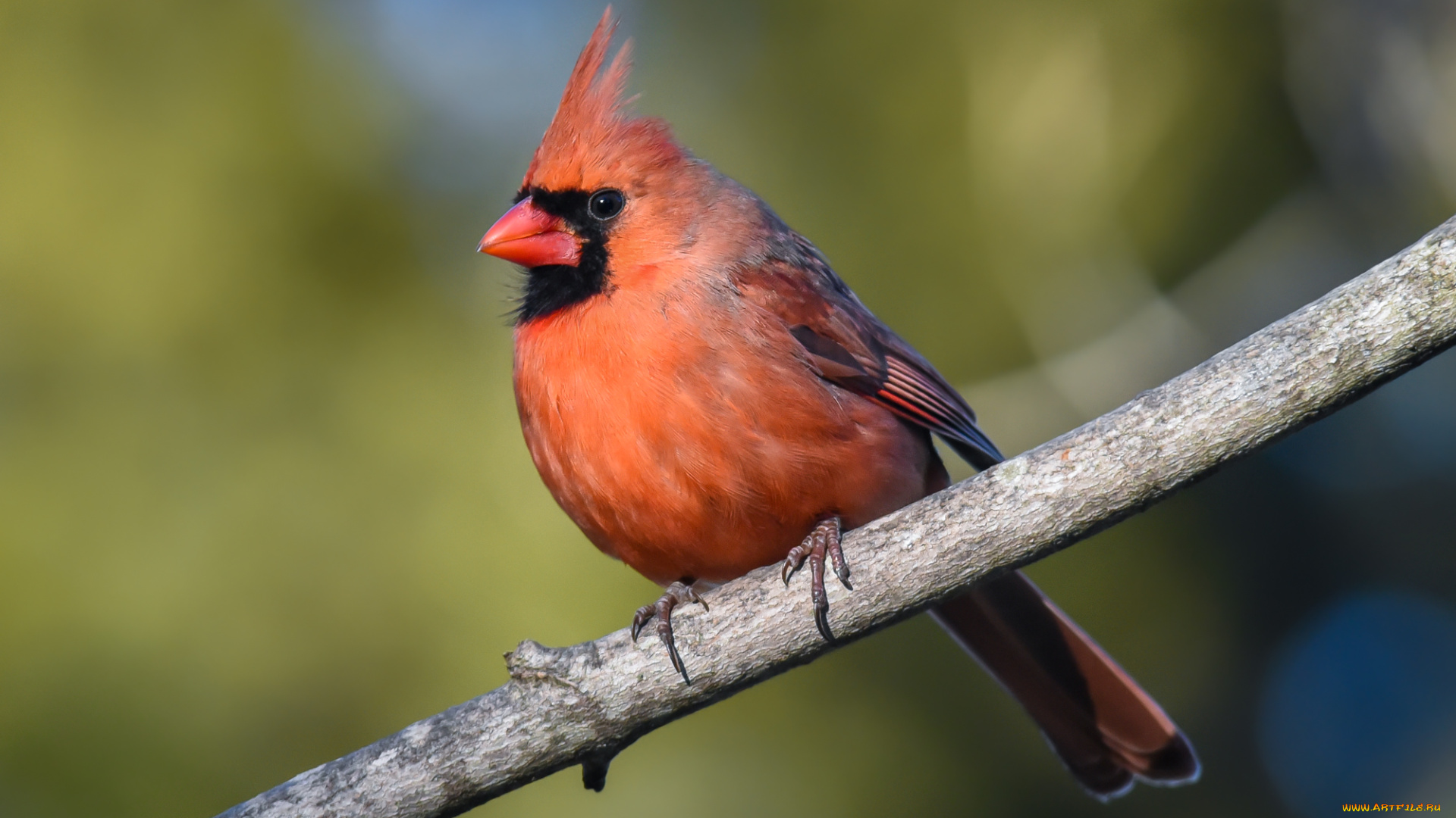 животные, кардиналы, птичка