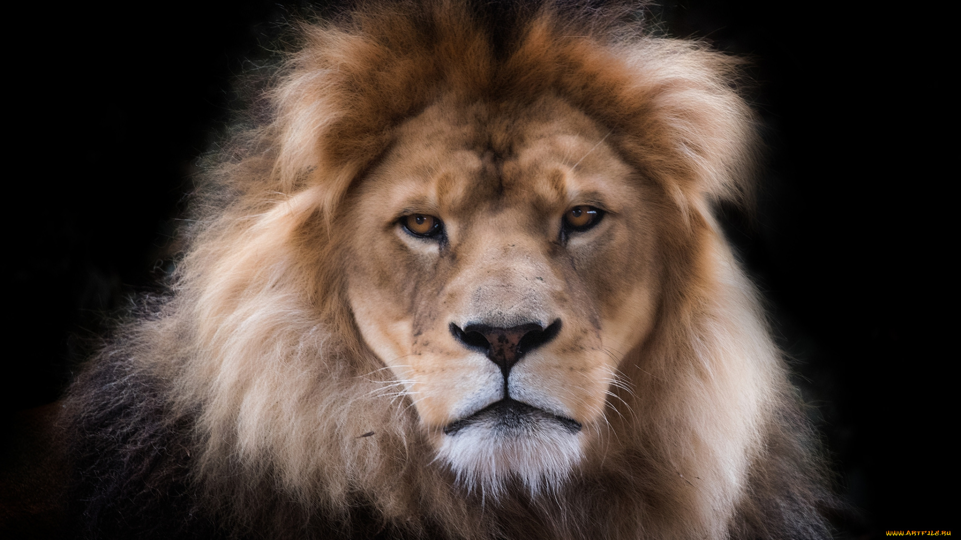 животные, львы, лев