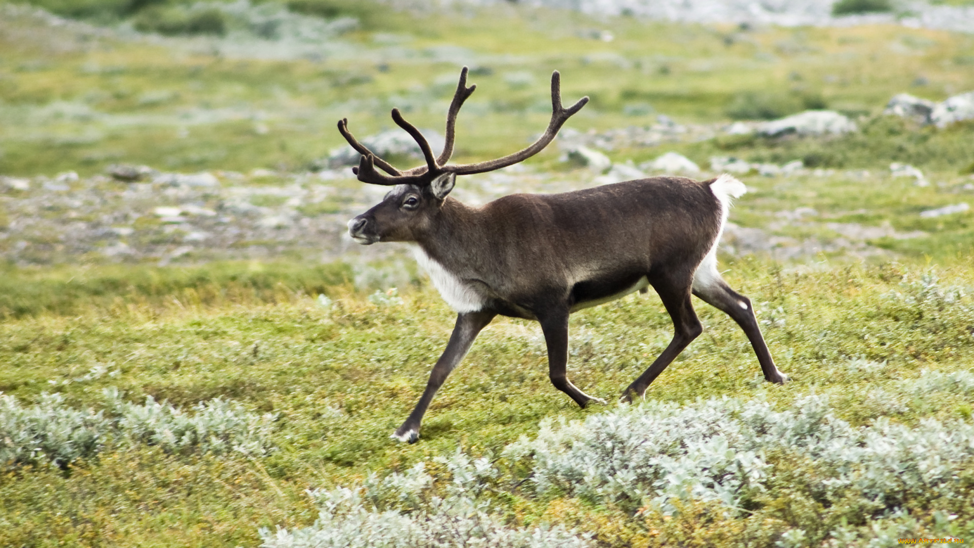 животные, олени, трава, рога, тундра, карибу, северный, олень, мох, ягель