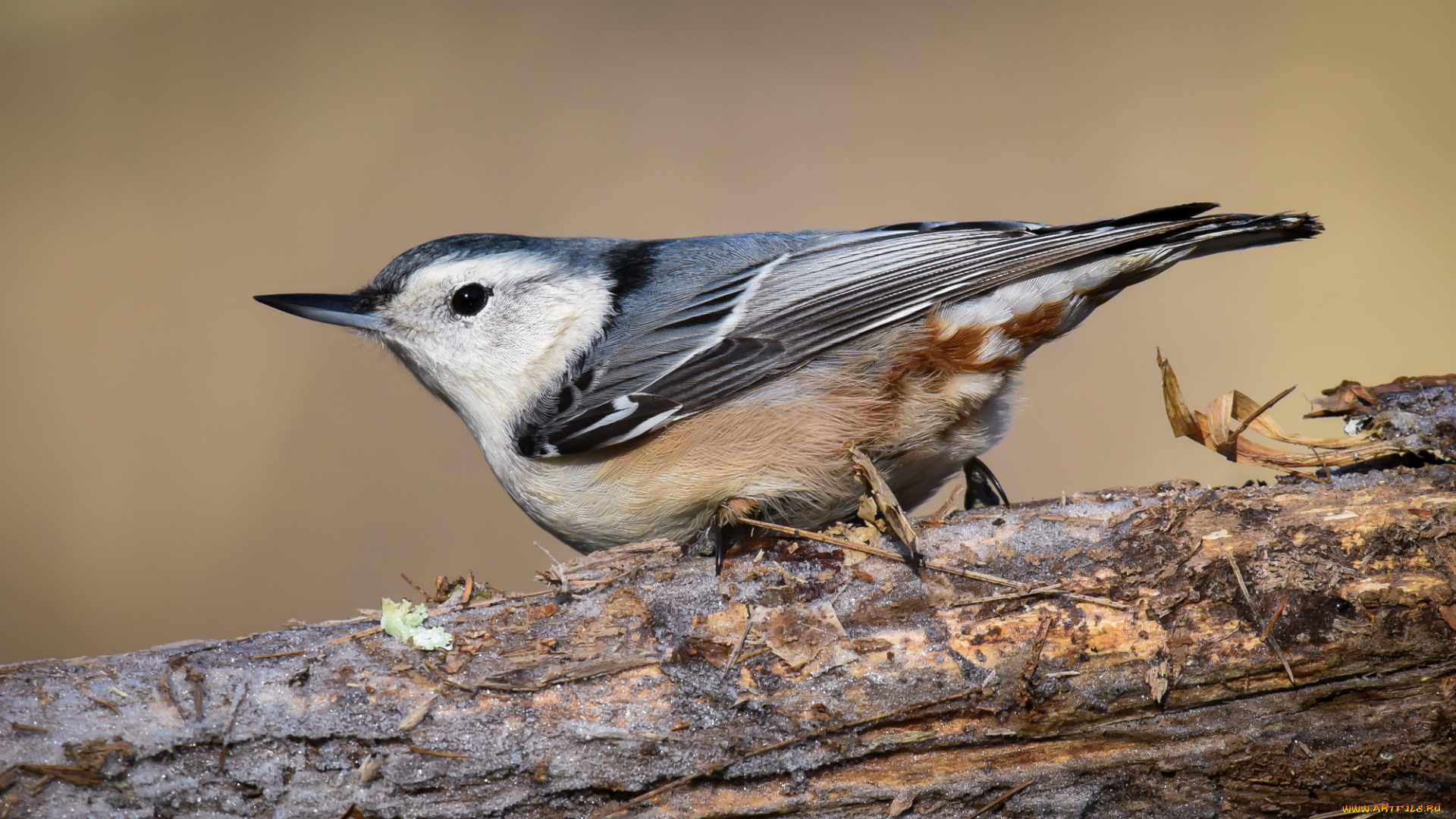 животные, поползни, птичка