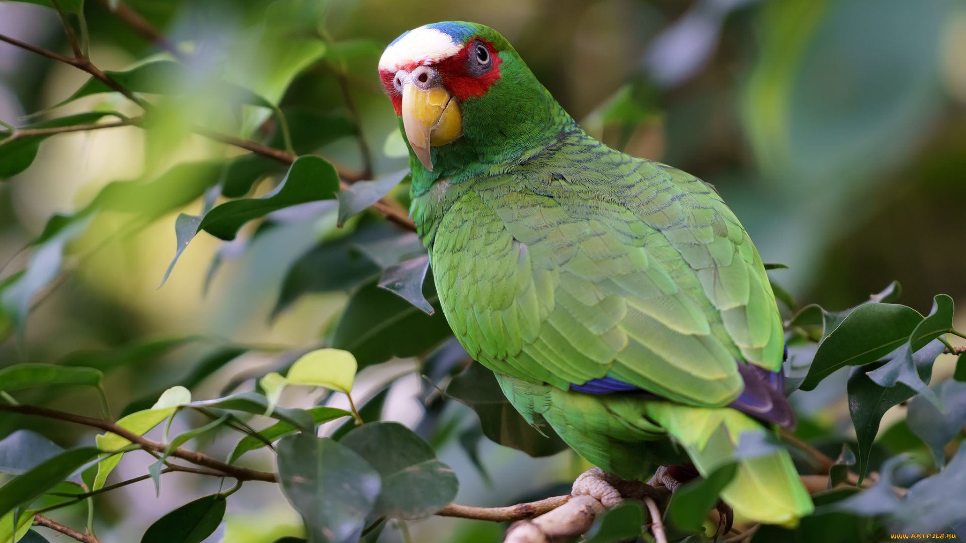 животные, попугаи, птичка