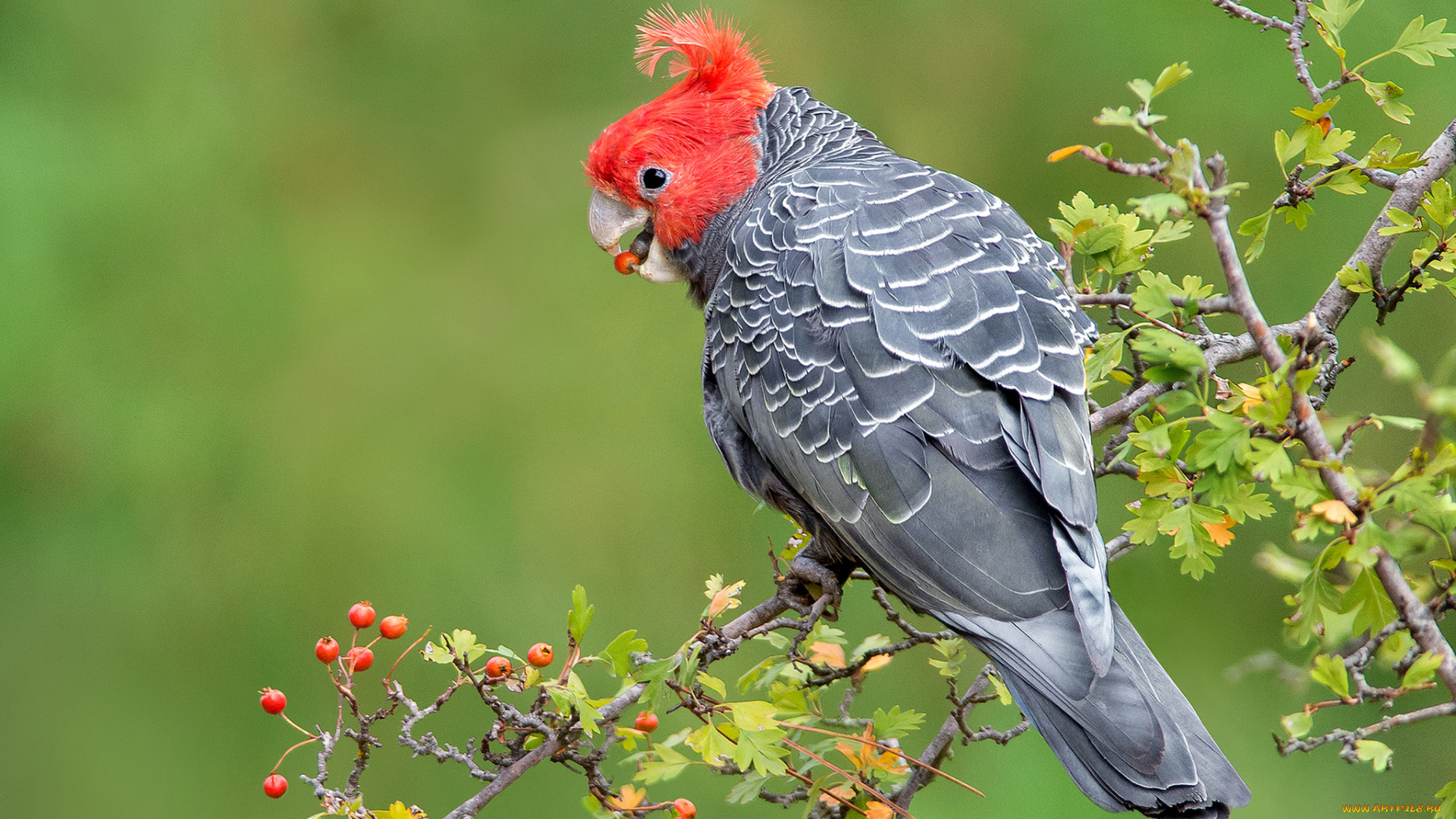 животные, попугаи, птичка