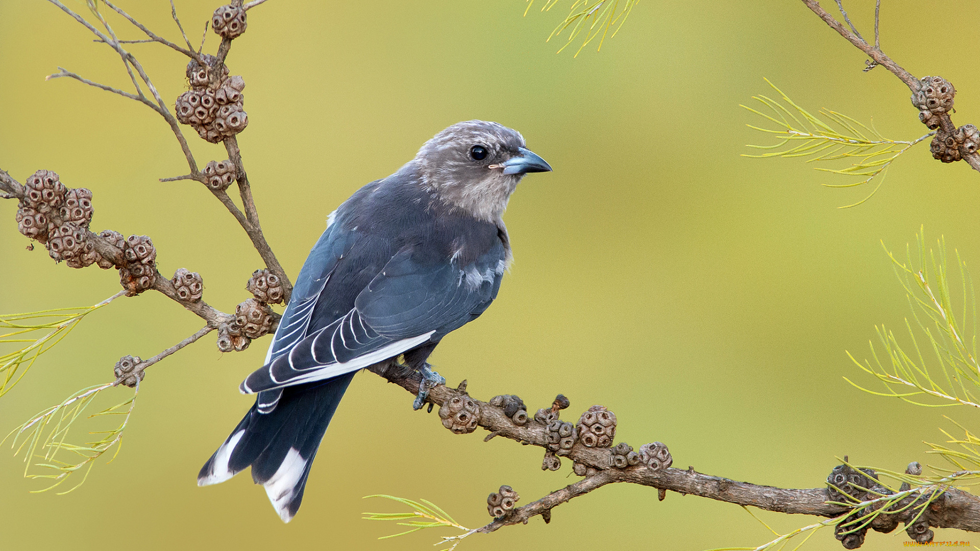 животные, птицы, -, хищники, птичка