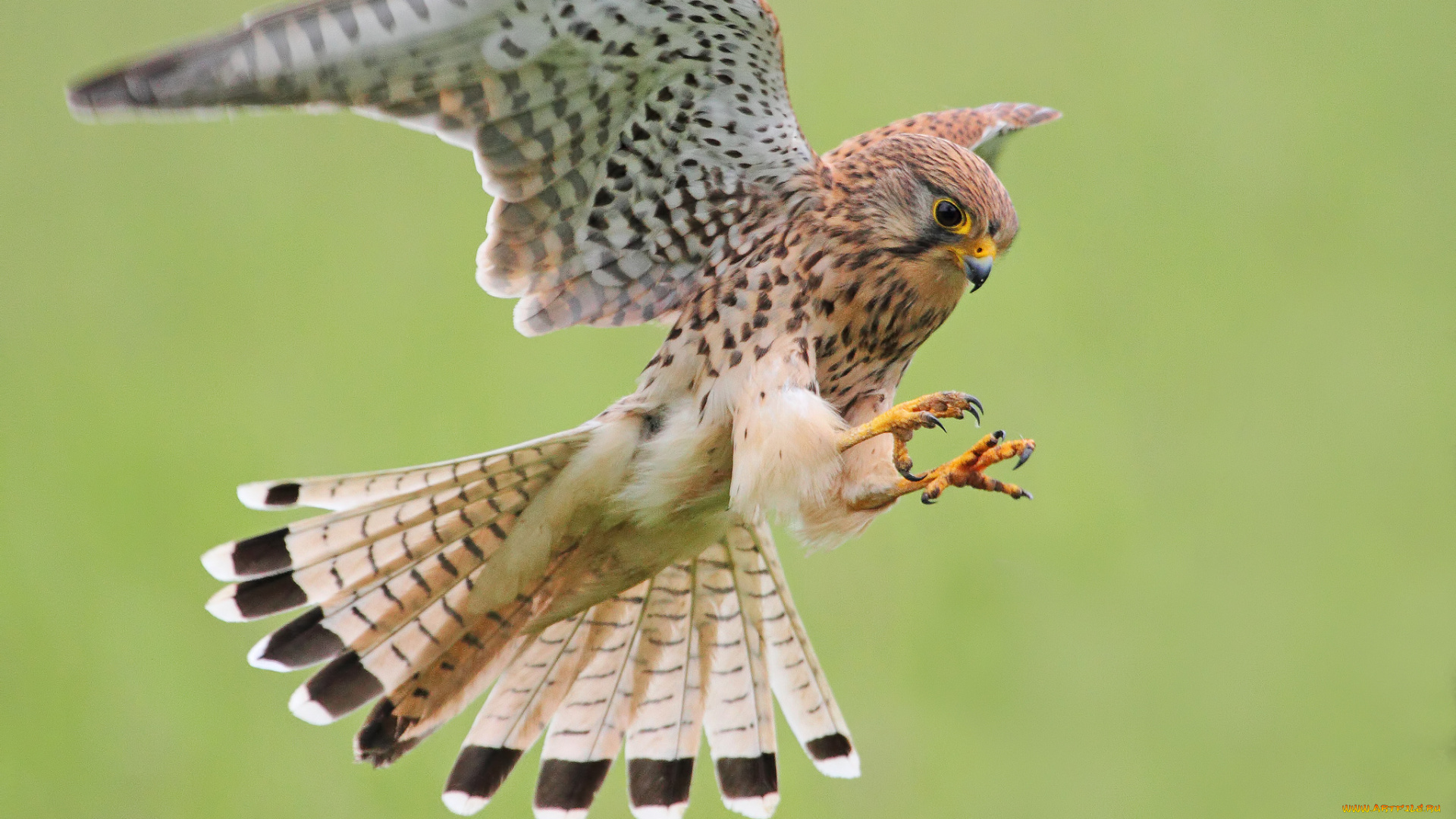 животные, птицы, -, хищники, птичка