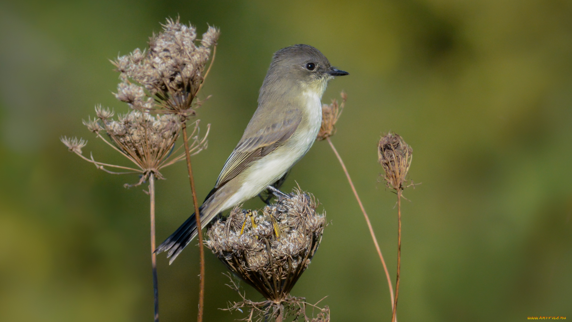 животные, птицы, птичка