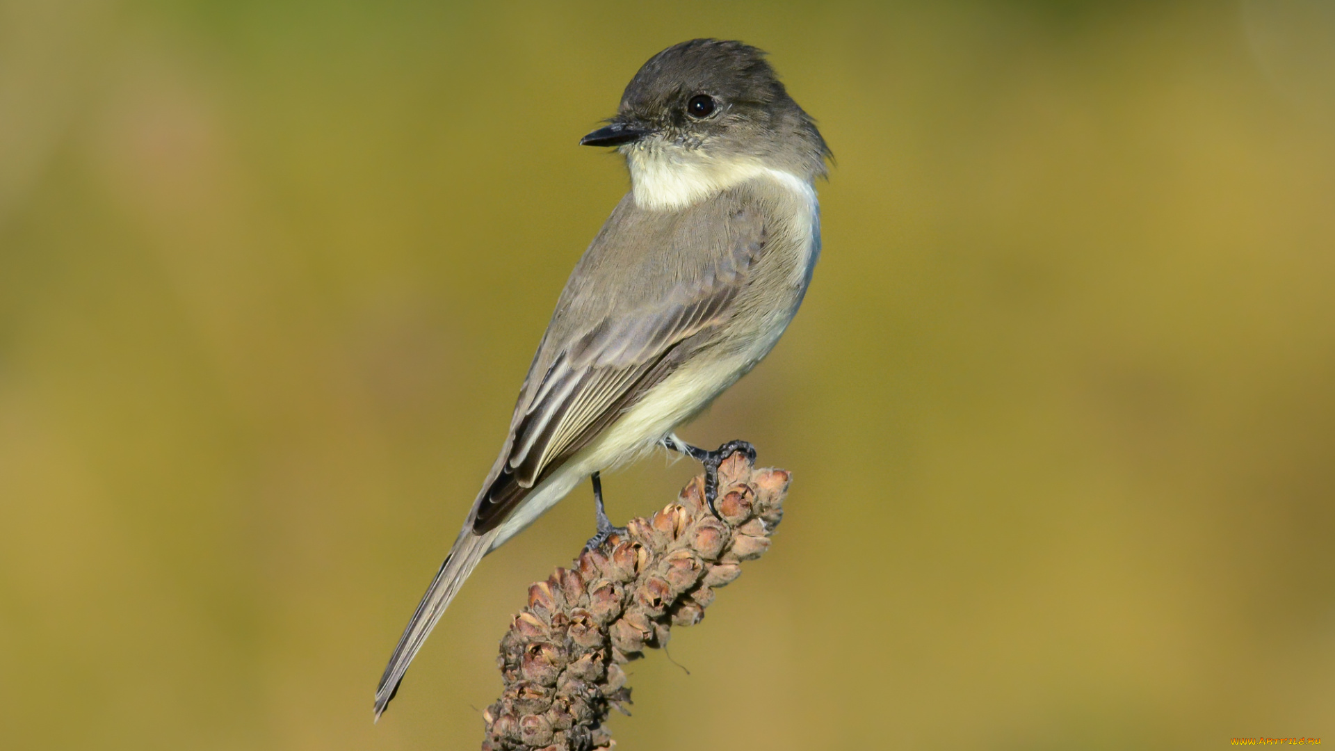 животные, птицы, птичка