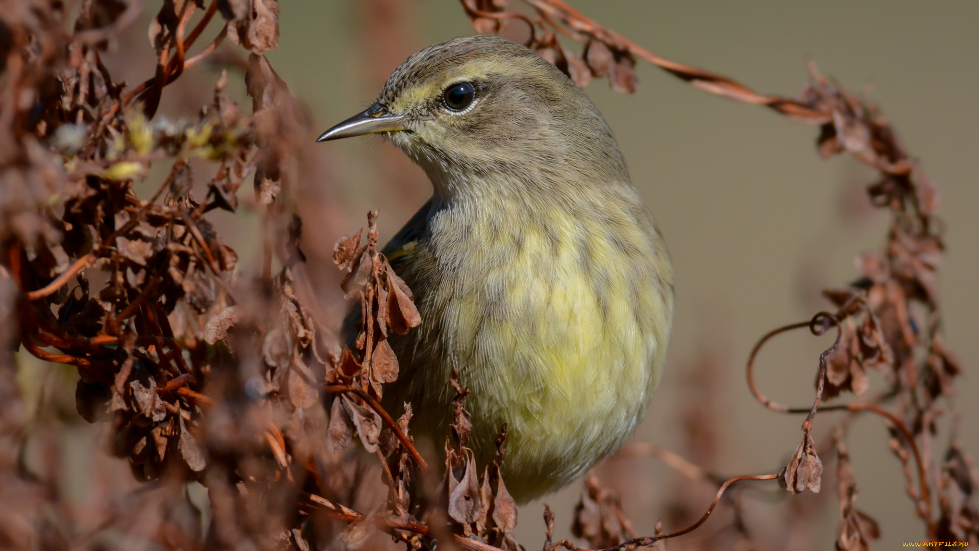 животные, птицы, птичка