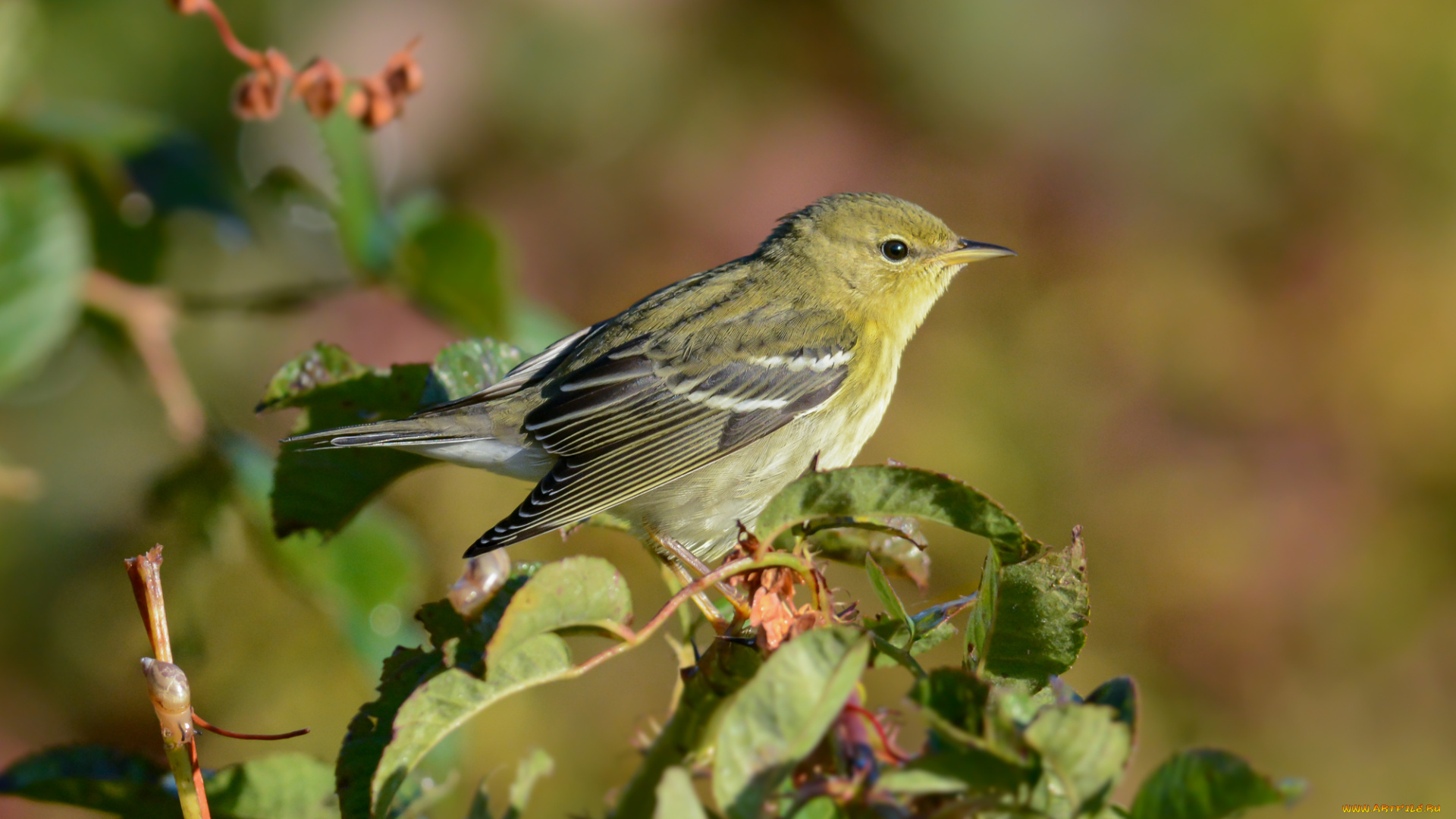 животные, птицы, птичка