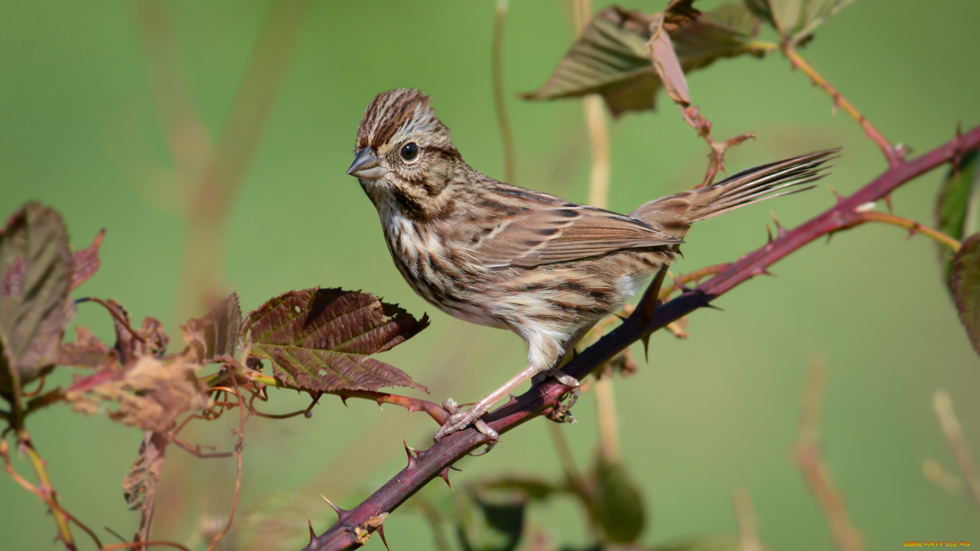 животные, птицы, птичка