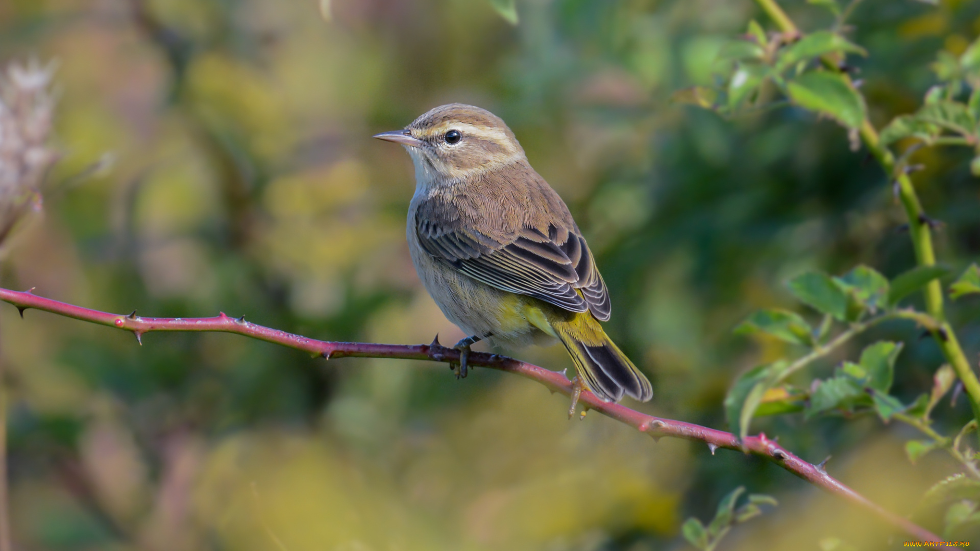 животные, птицы, птичка