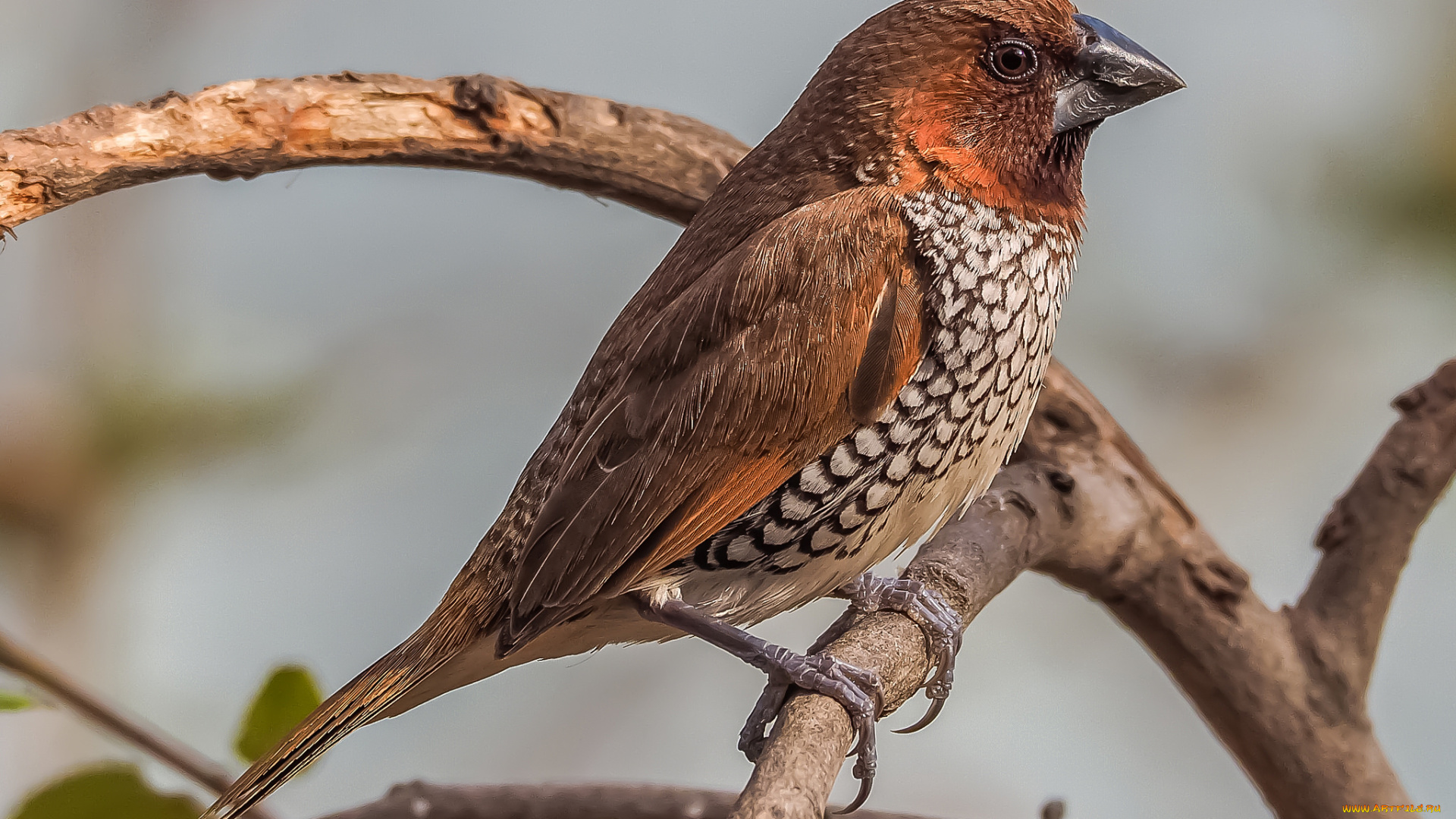 животные, птицы, птичка
