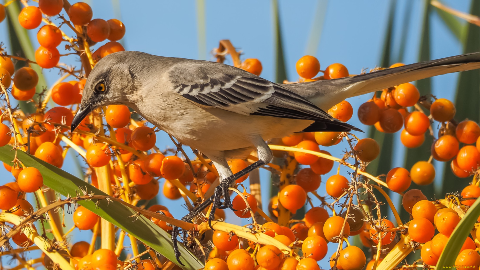 животные, птицы, птичка