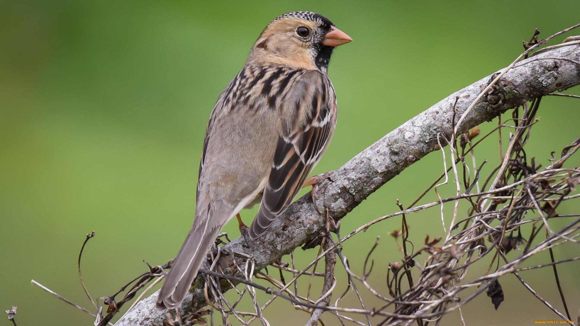 животные, птицы, птичка