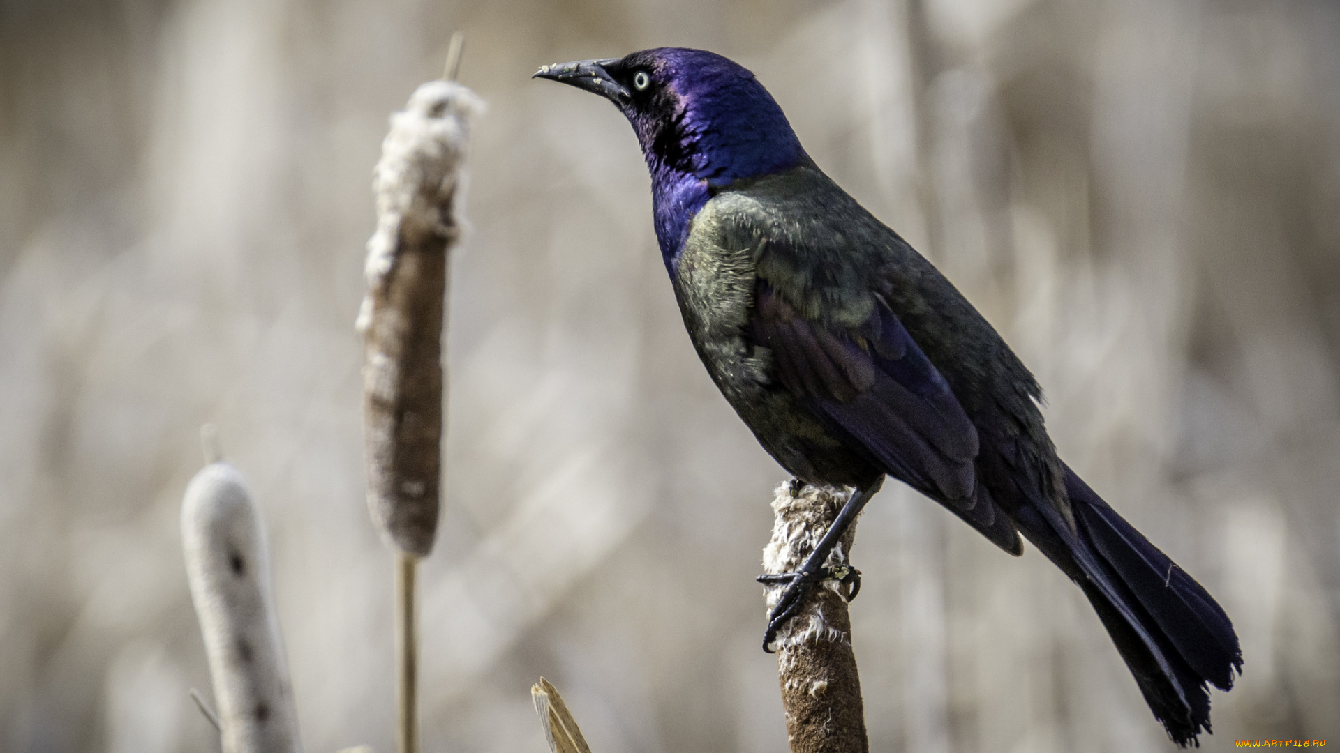 животные, птицы, птичка