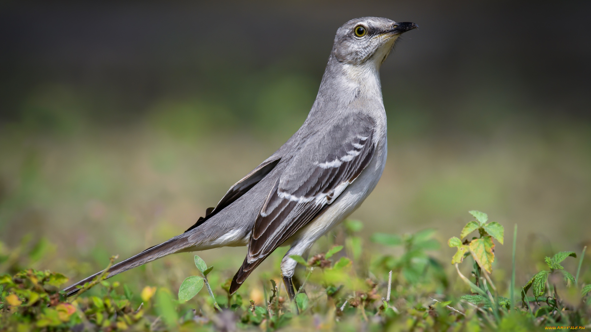 животные, птицы, птичка