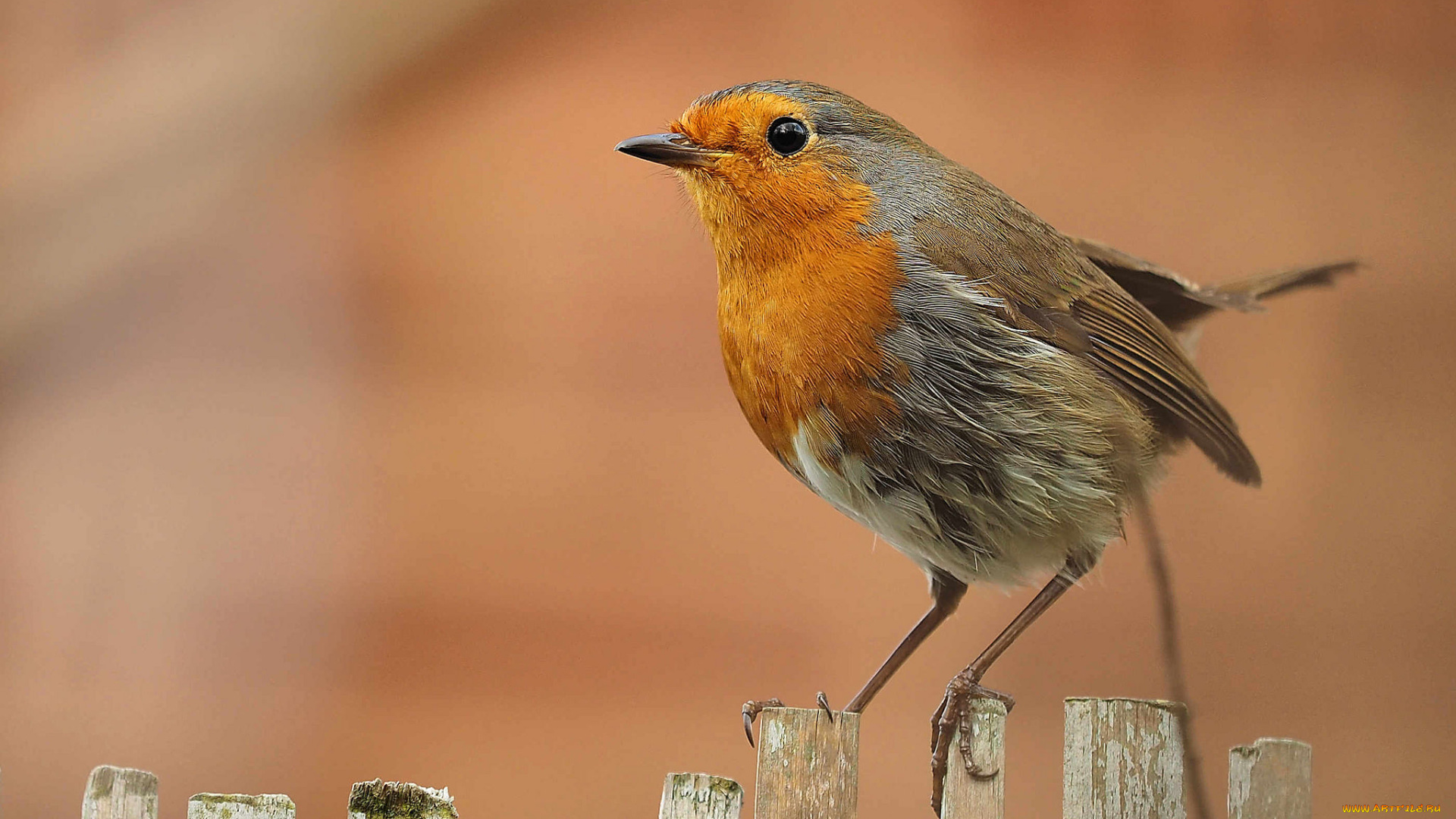 животные, птицы, птичка