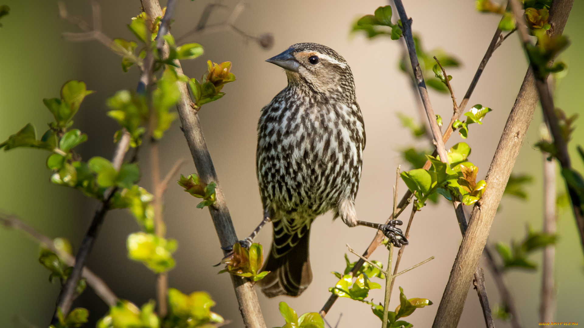 животные, птицы, птичка