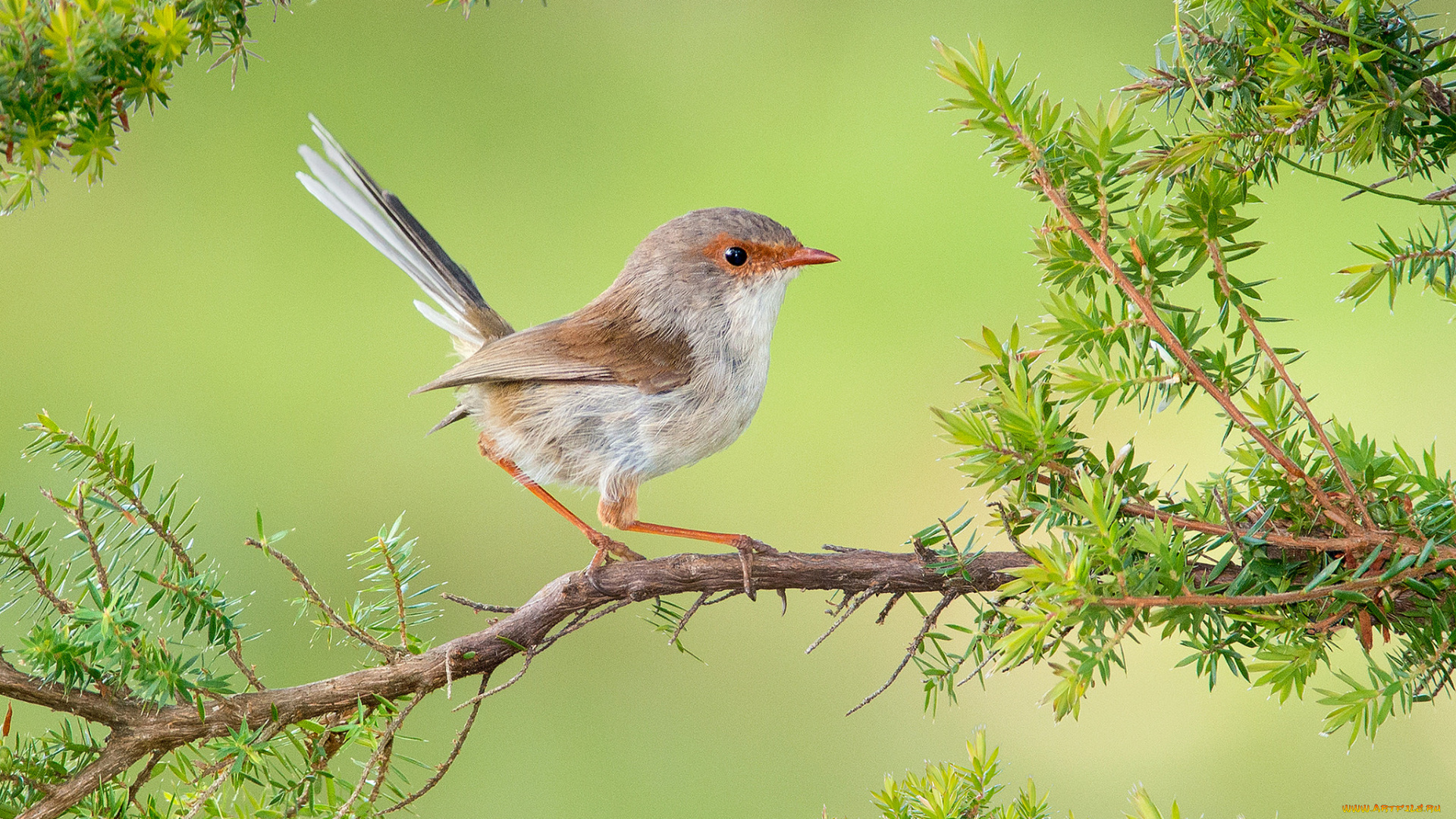 животные, птицы, птичка