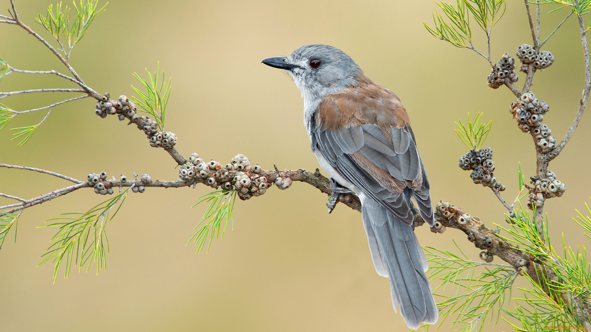 животные, птицы, птичка