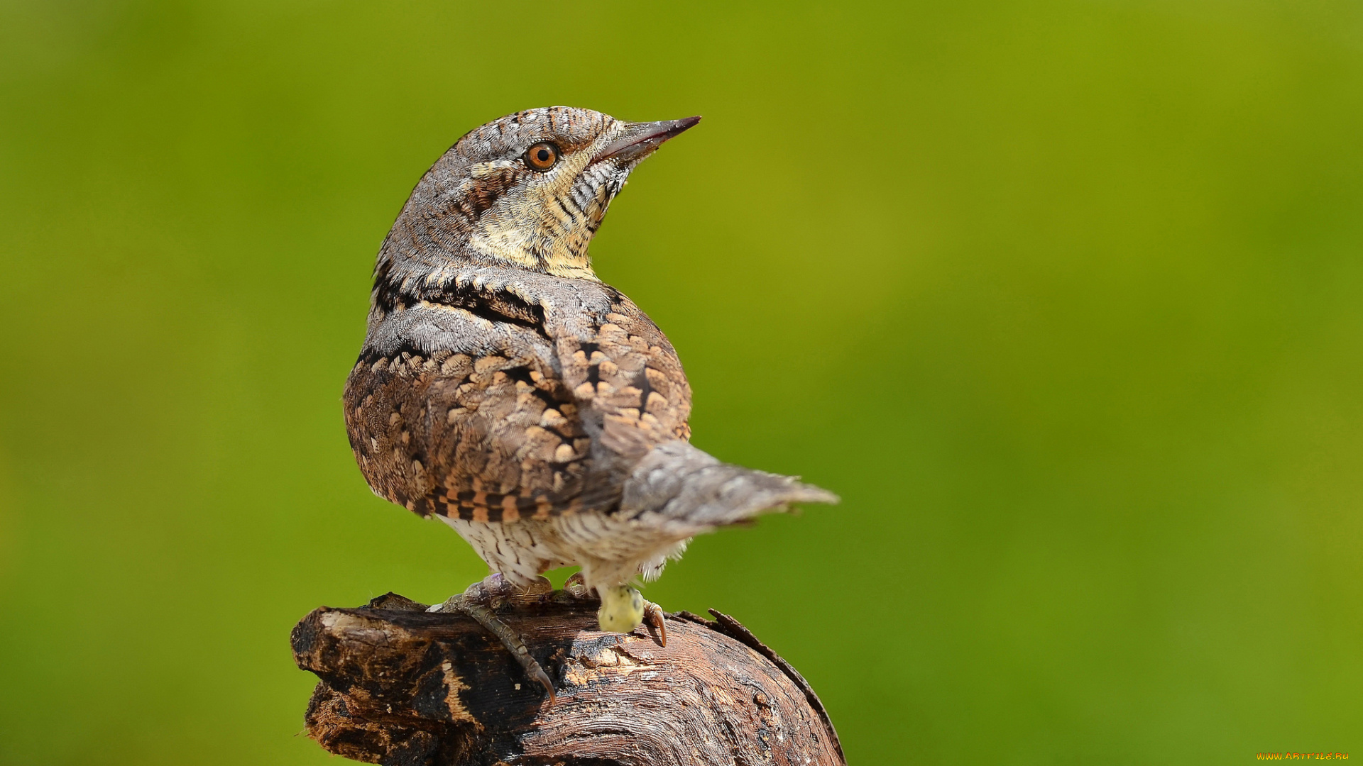 животные, птицы, птичка
