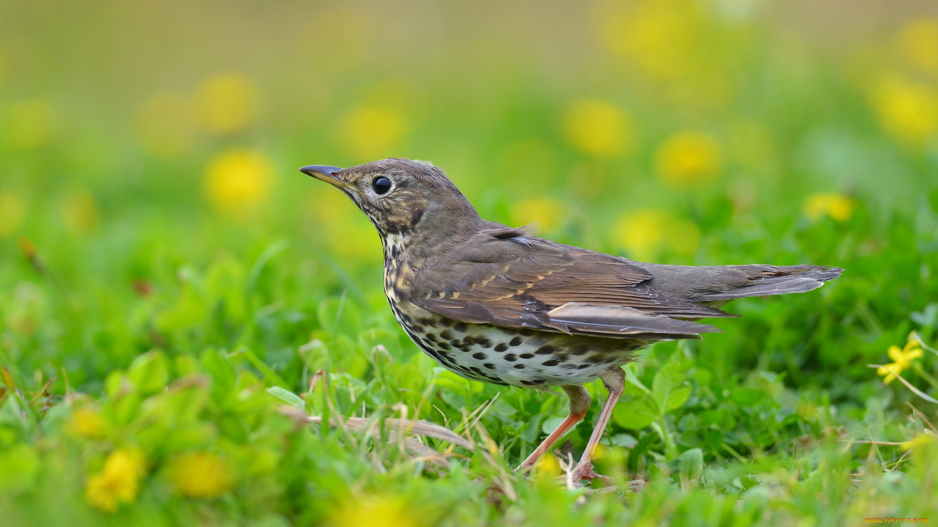 животные, птицы, птичка