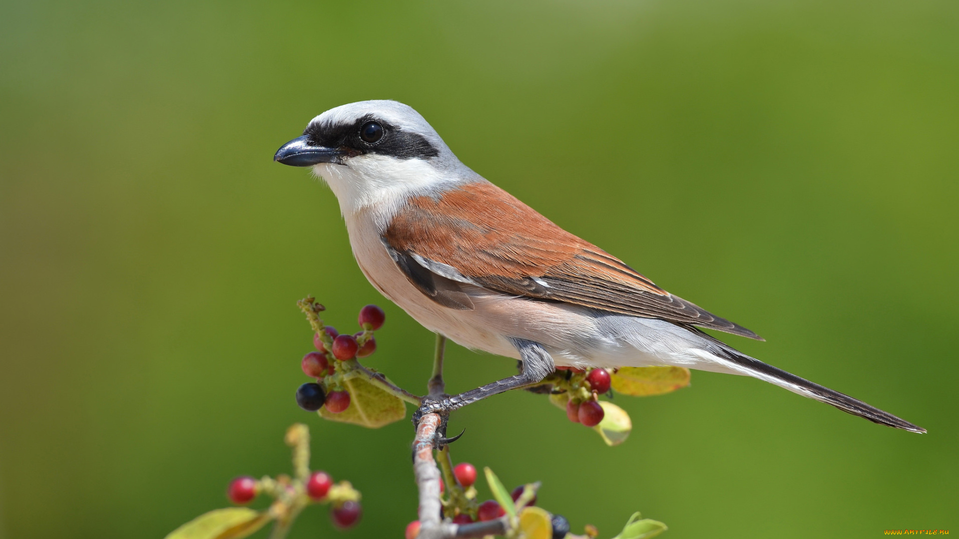 животные, птицы, птичка
