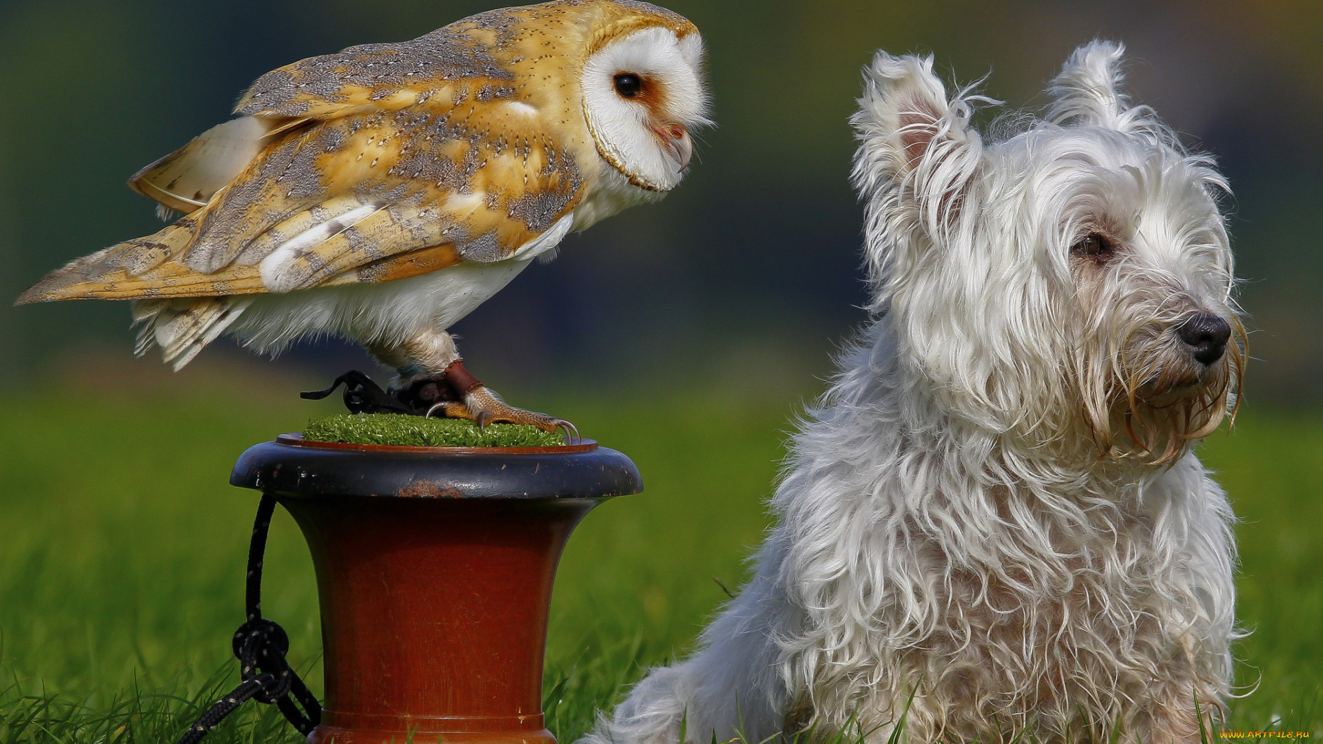 животные, разные, вместе, сипуха, сова, собака, птица