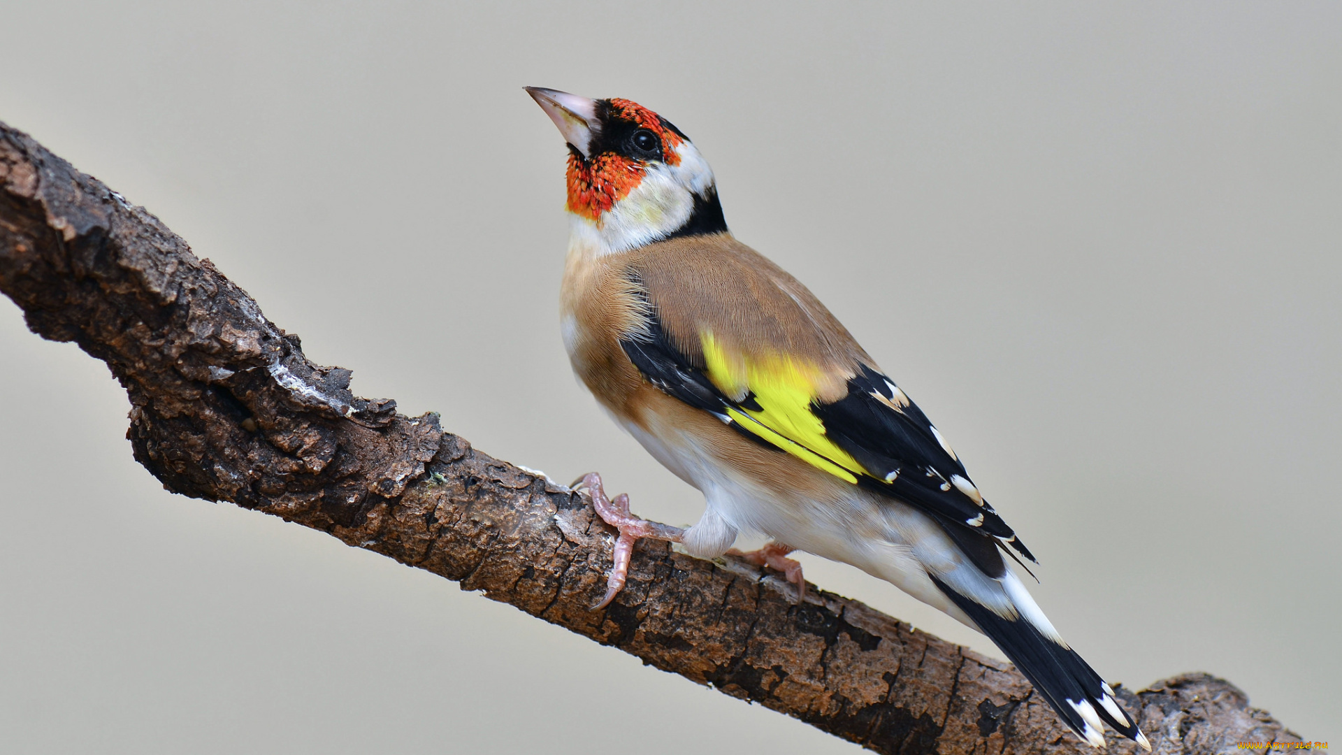 животные, щеглы, , чижи, птичка