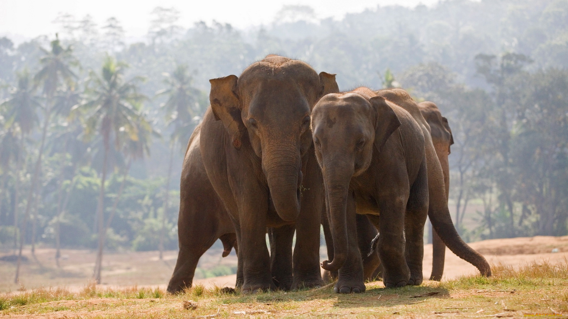 животные, слоны, пальмы, джунгли, туман