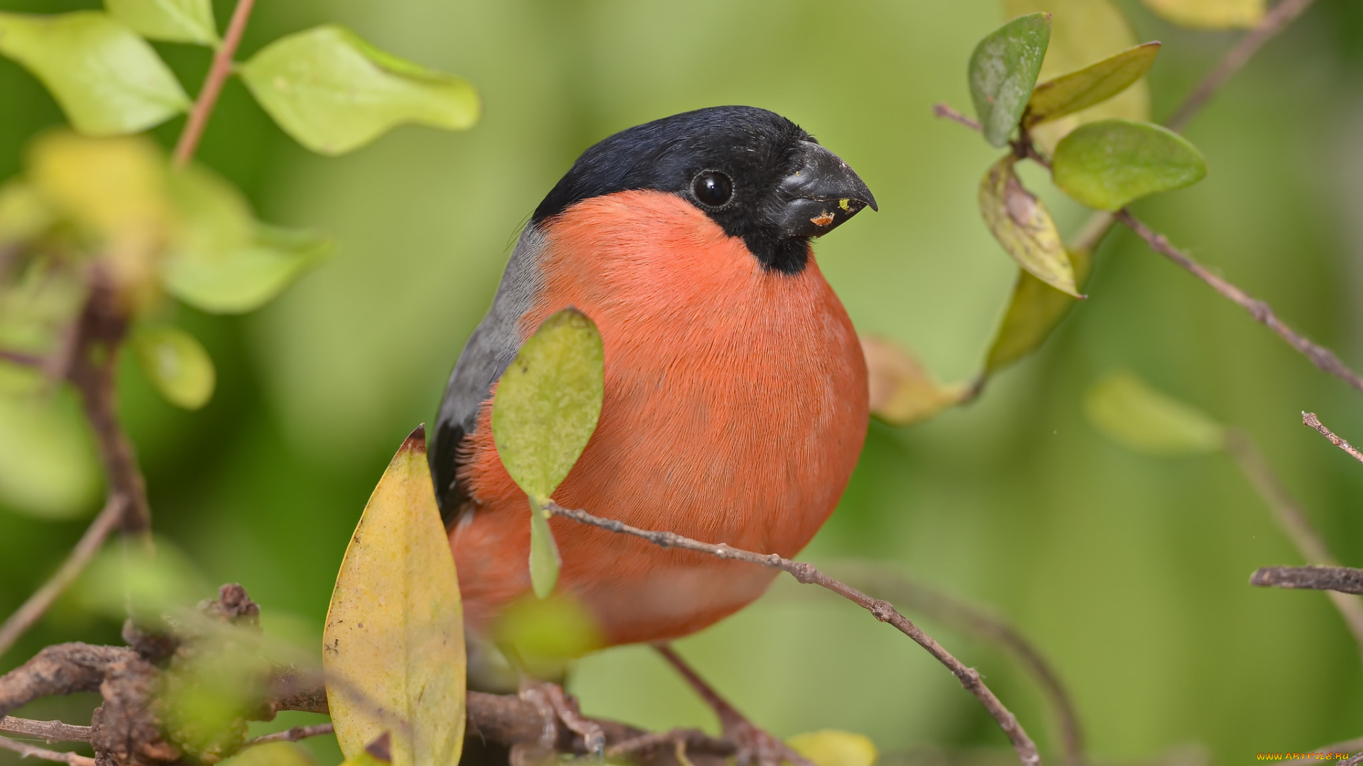 животные, снегири, птичка