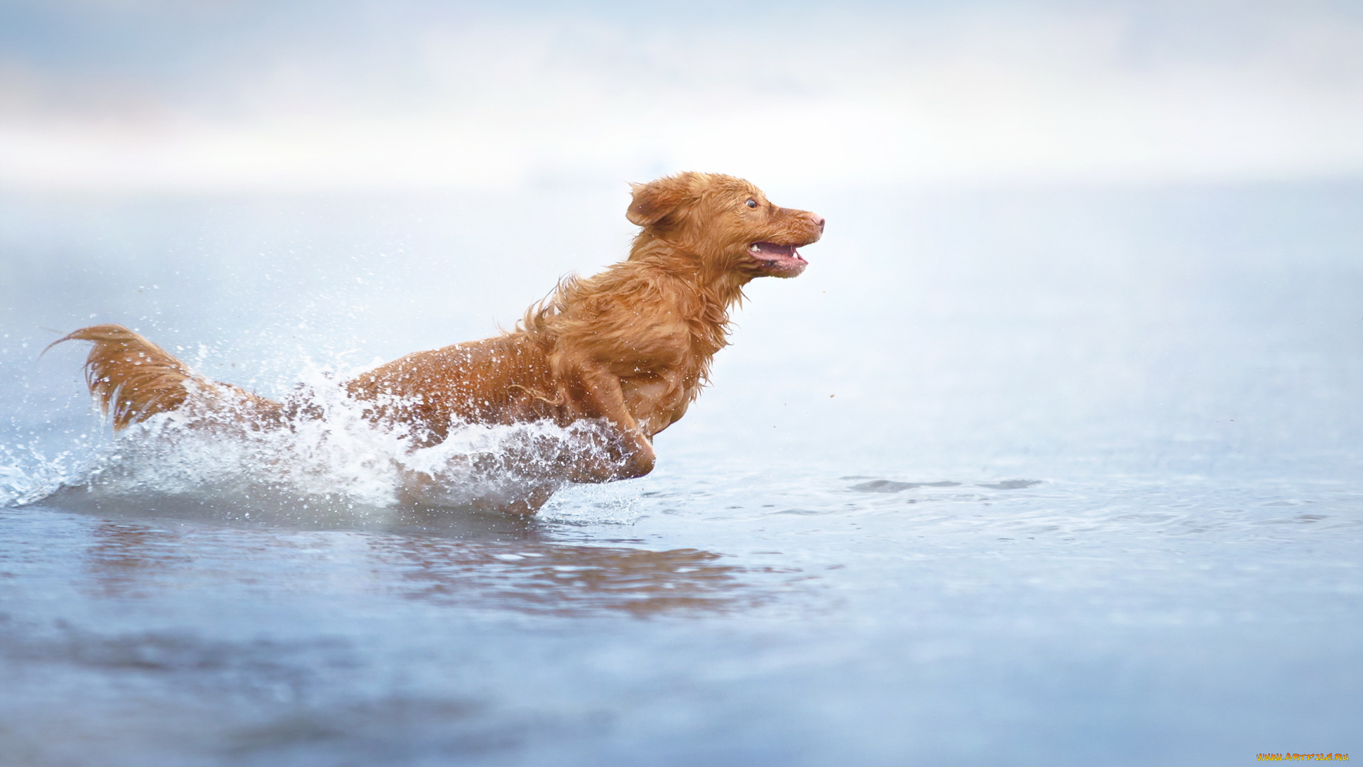 животные, собаки, взгляд, собака