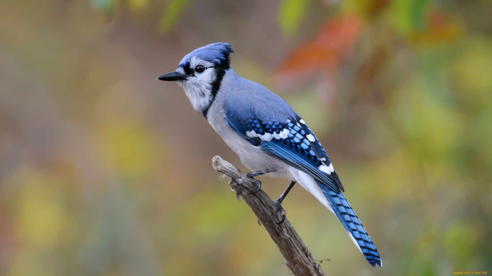 животные, сойки, птичка