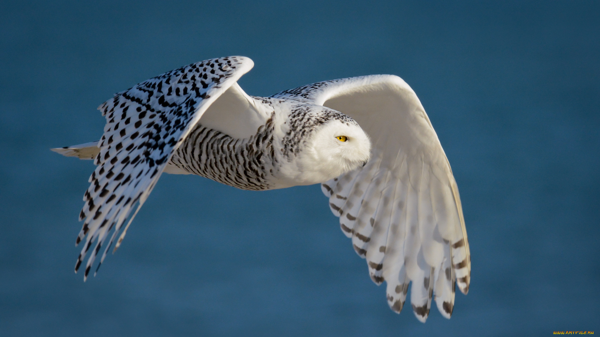 животные, совы, птичка