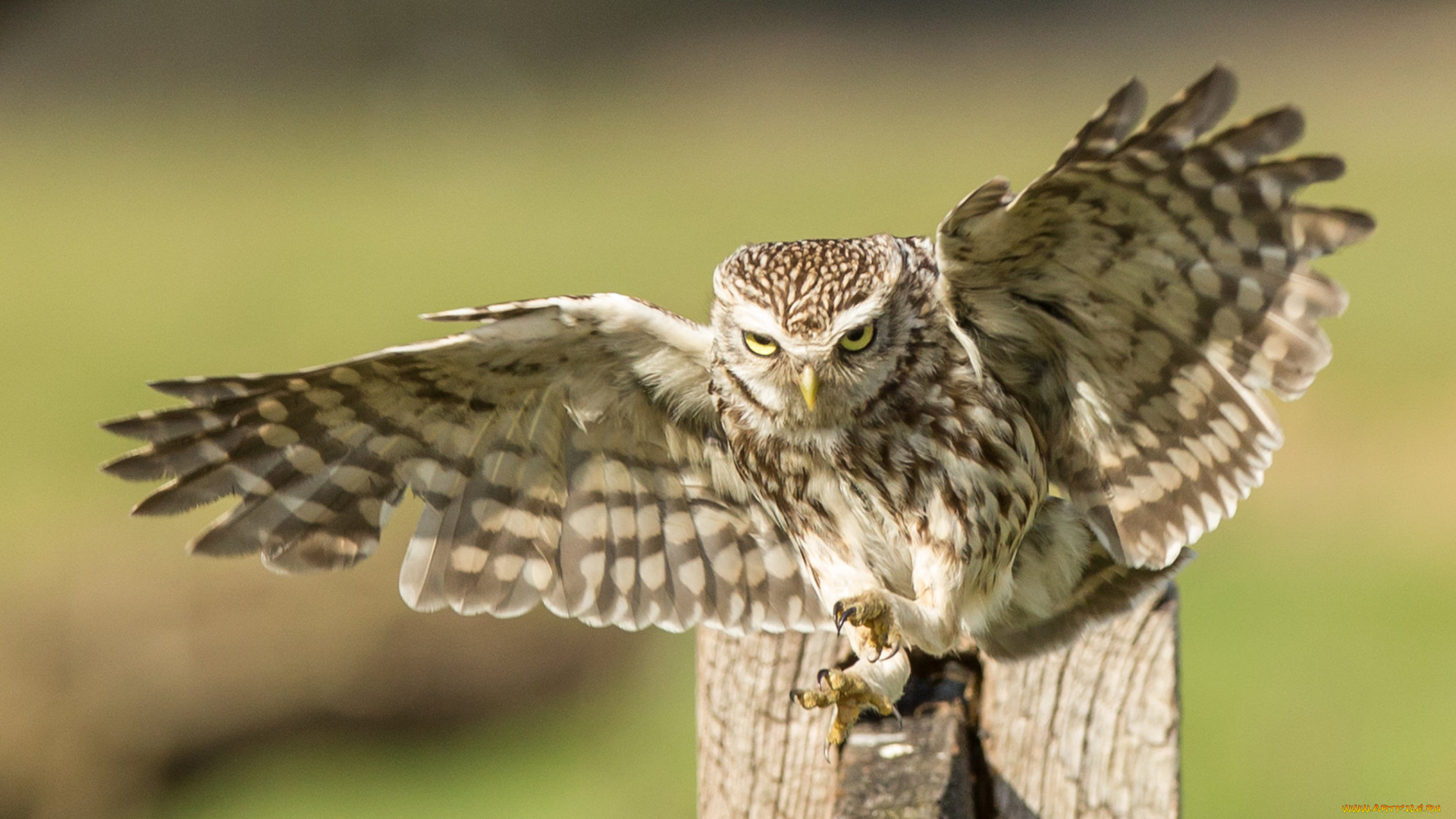 животные, совы, птичка