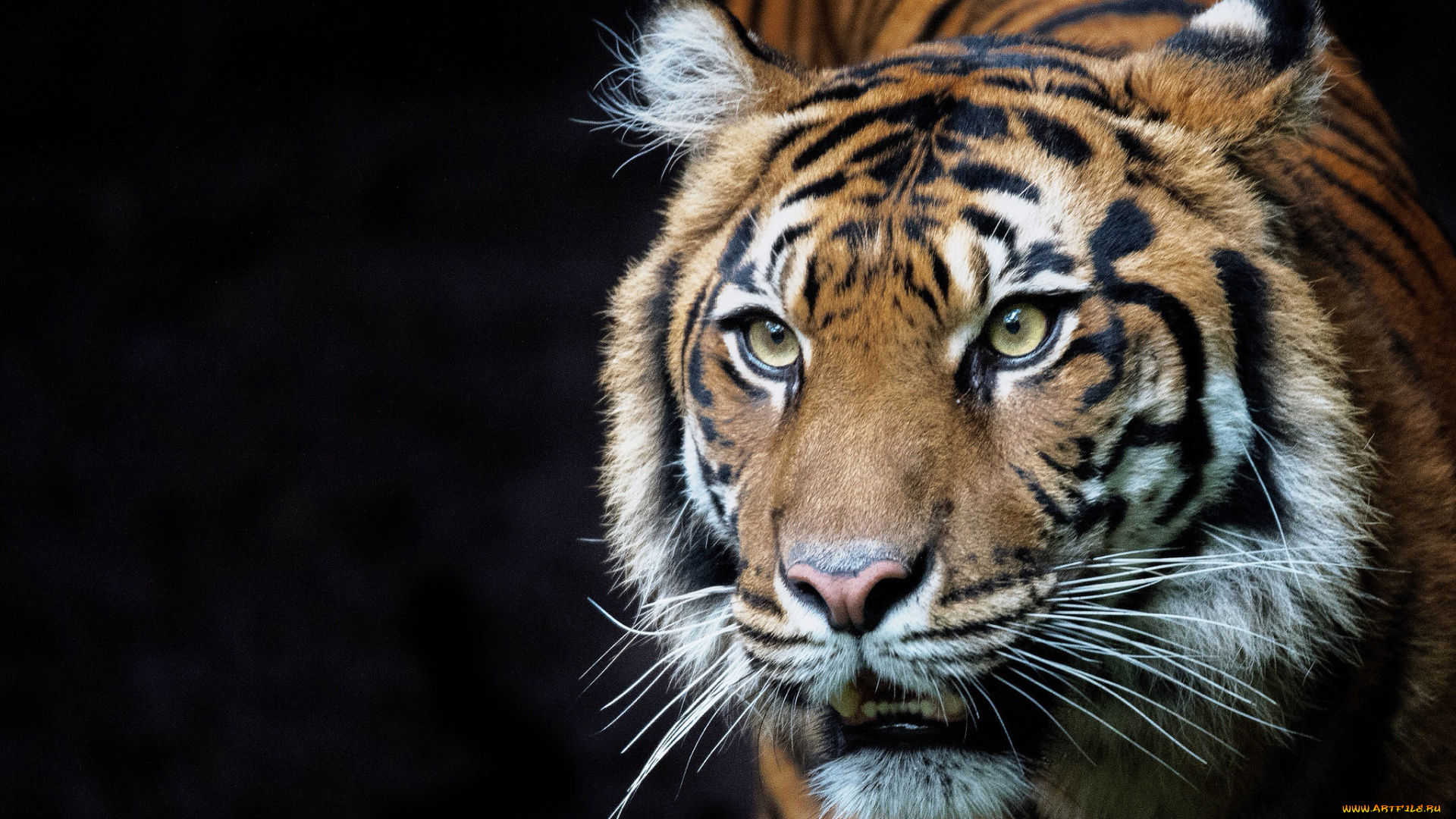 животные, тигры, хищник
