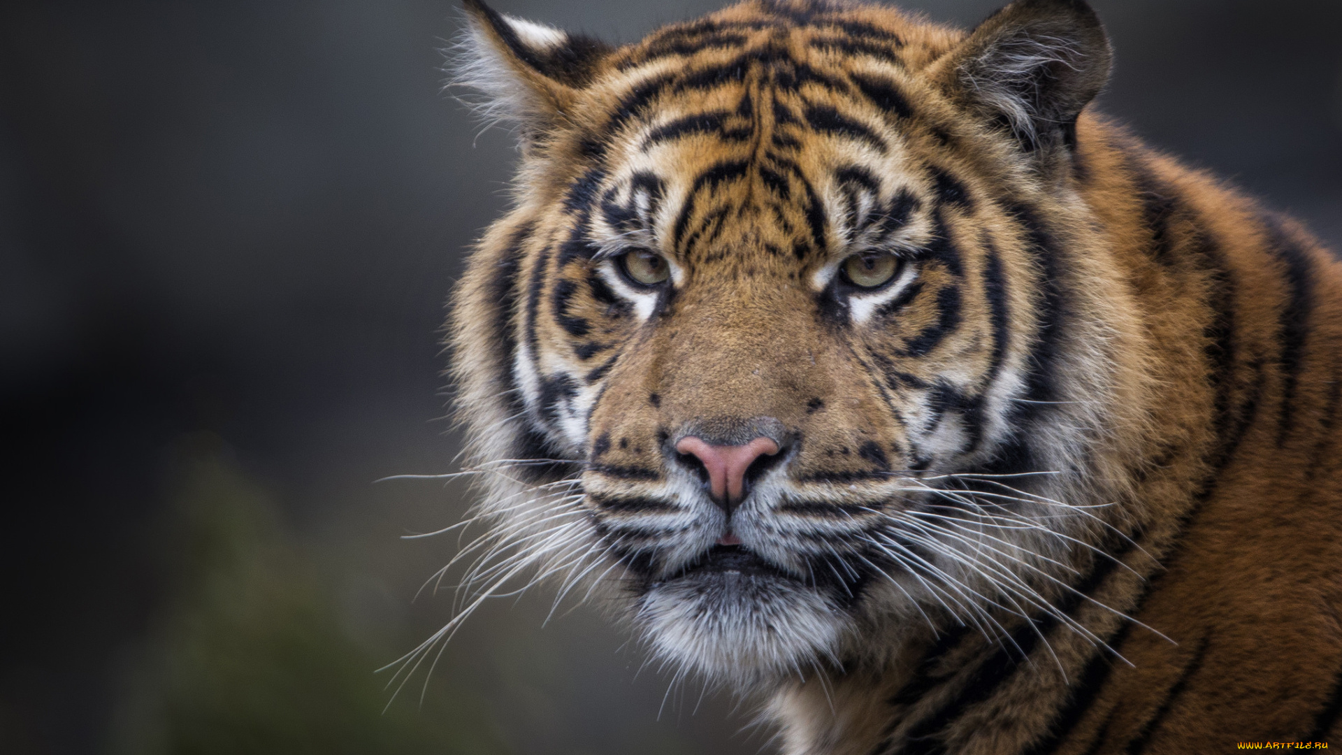 животные, тигры, хищник