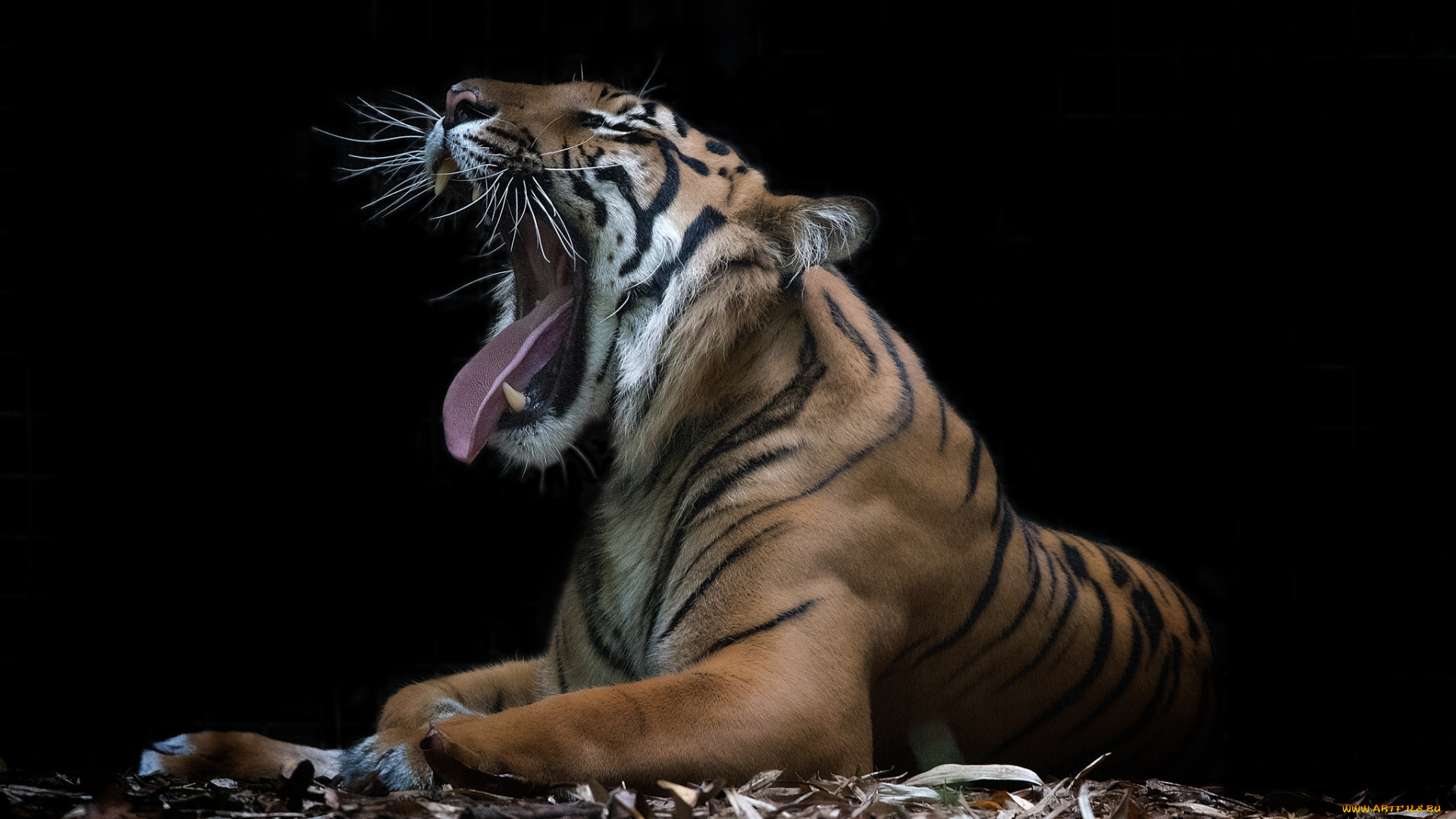 животные, тигры, хищник