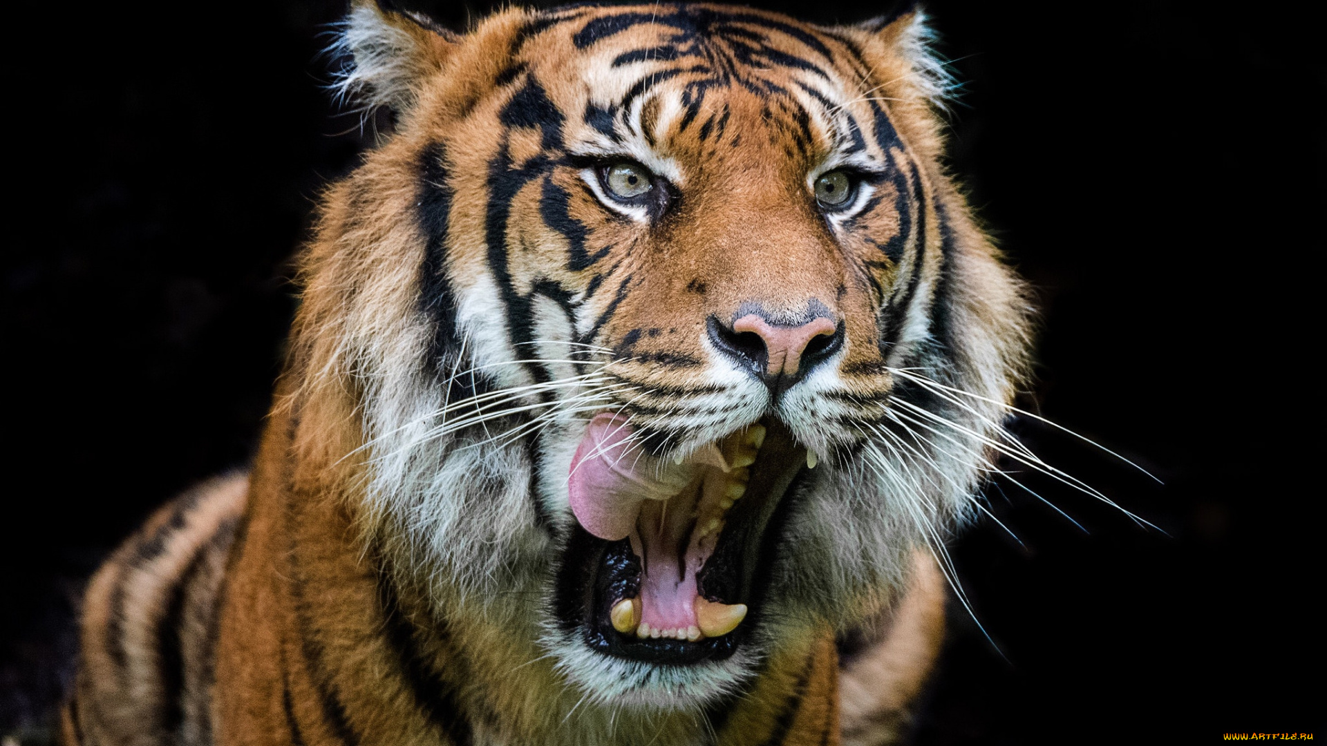 животные, тигры, хищник