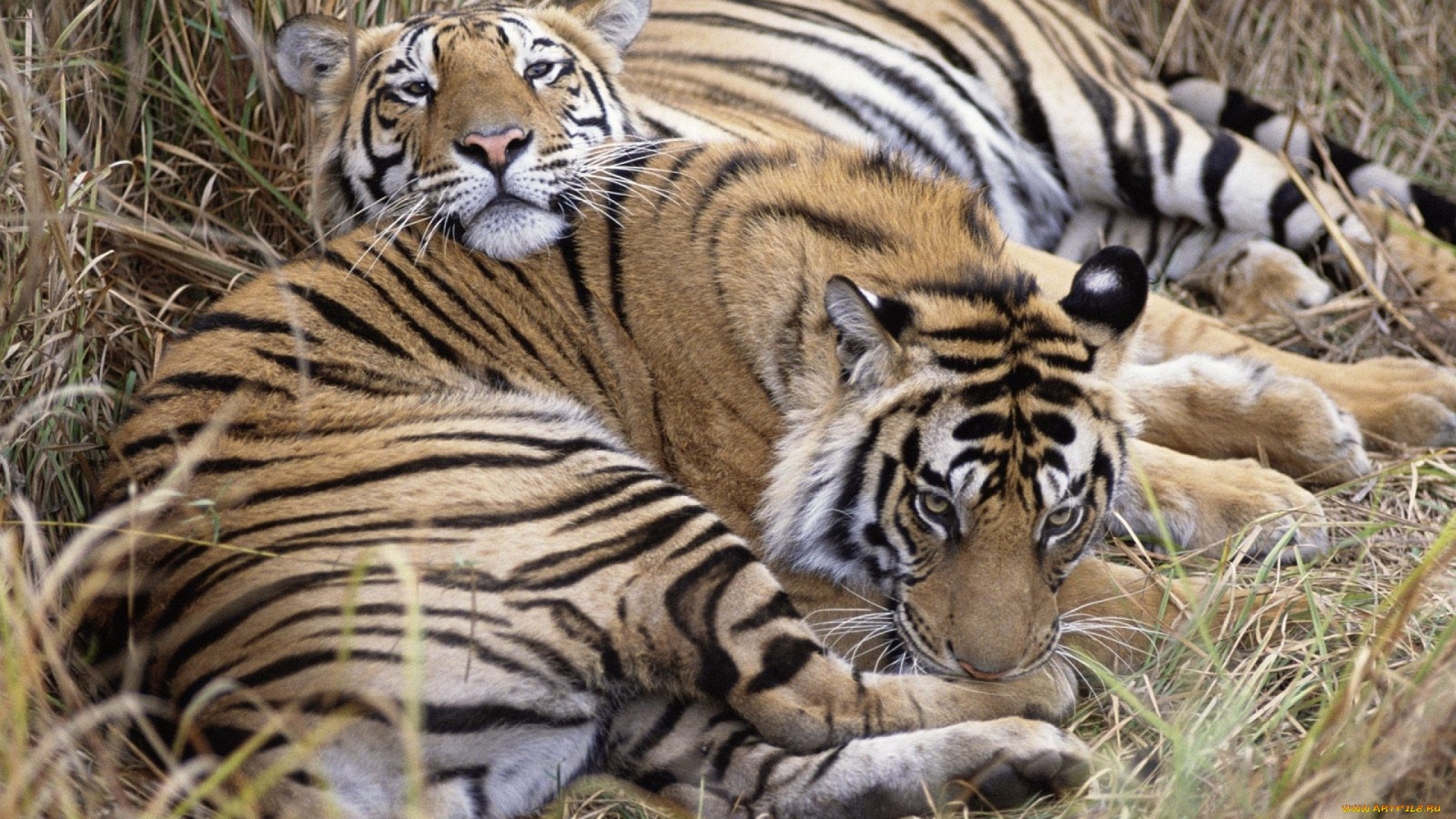 животные, тигры, отдых, трава, рыжие, пара