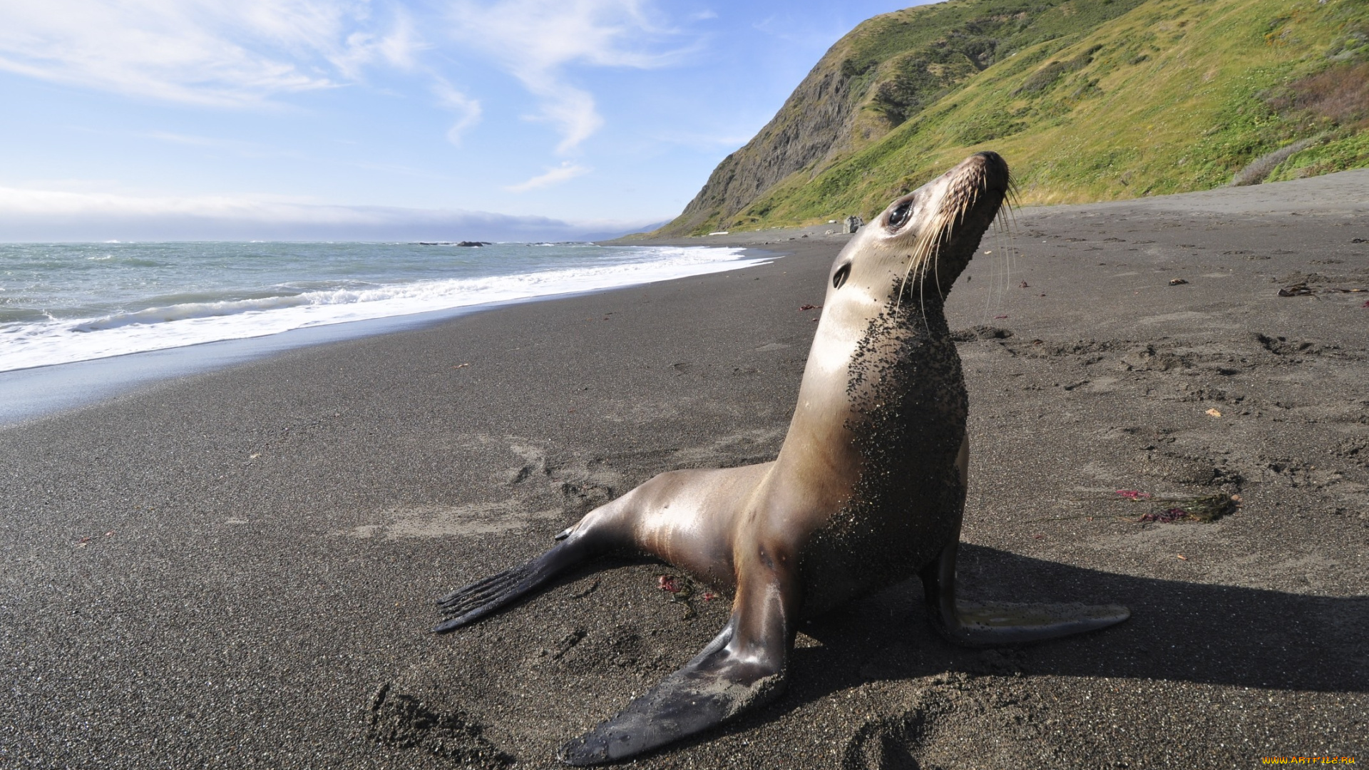 животные, тюлени, , морские, львы, , морские, котики, побережье, море, берег