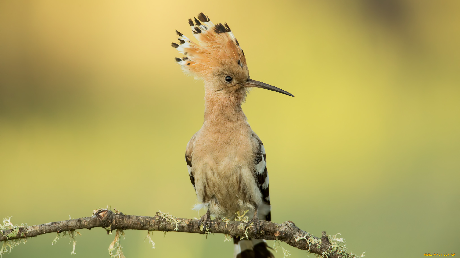 животные, удоды, птичка