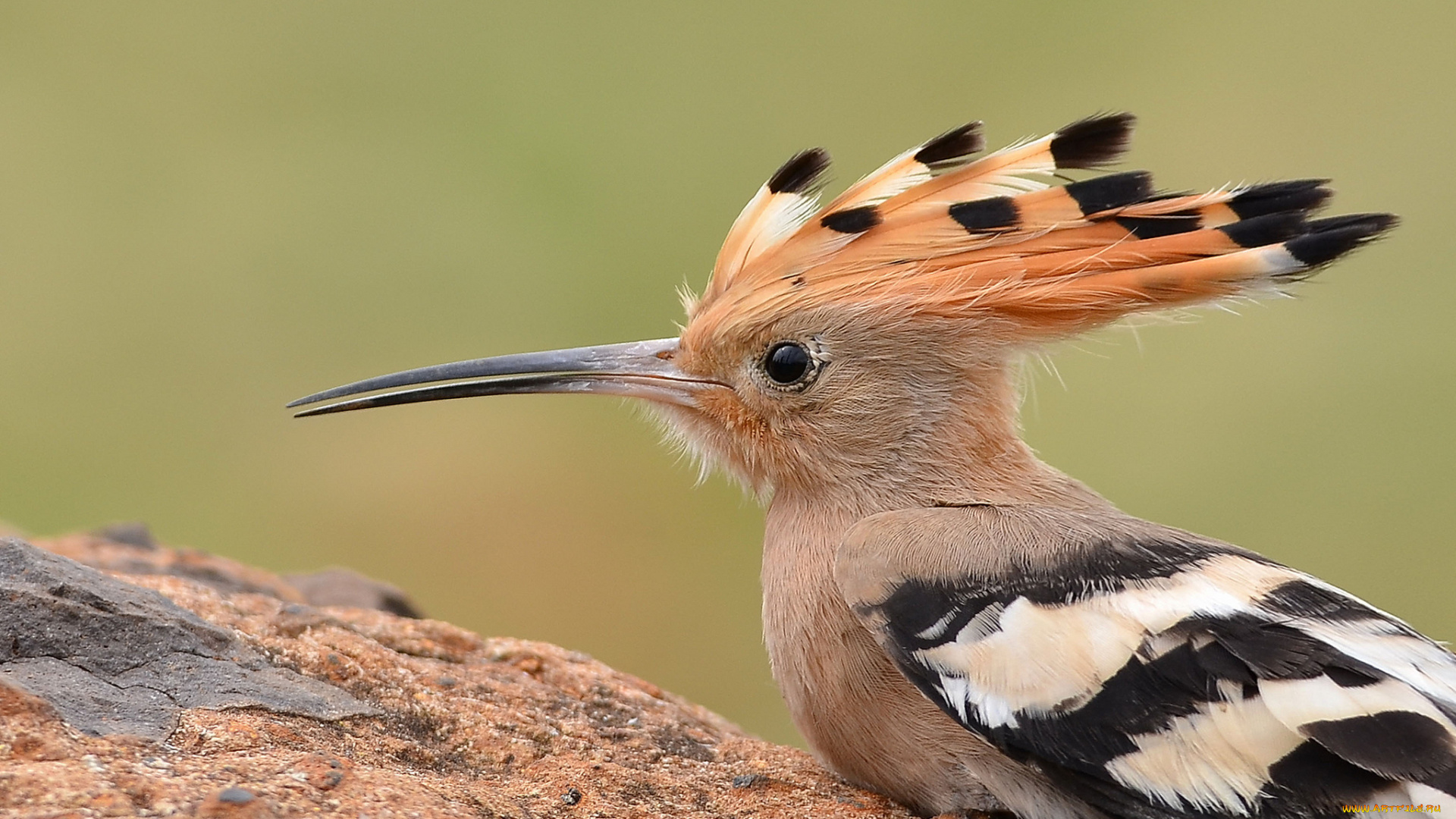 животные, удоды, птичка