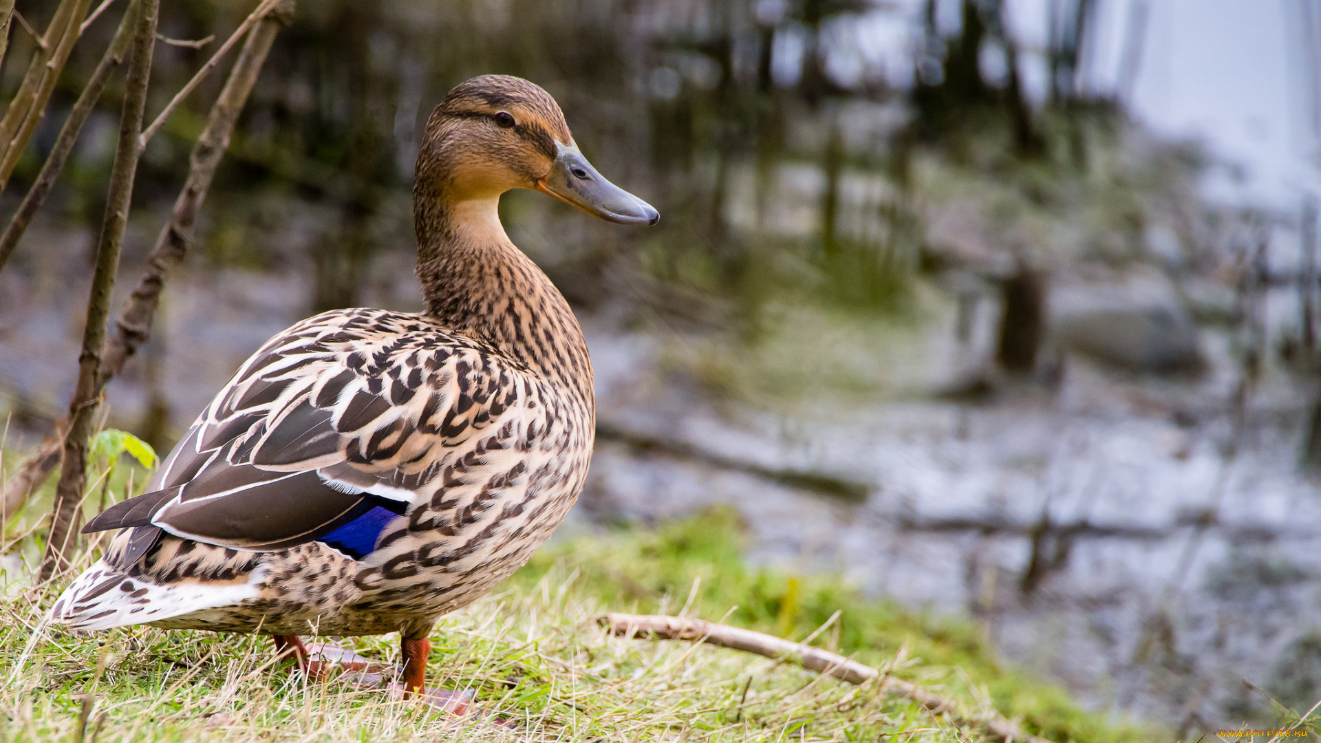 животные, утки, птичка