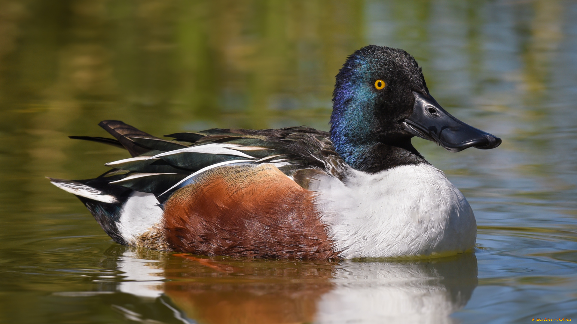 животные, утки, птичка