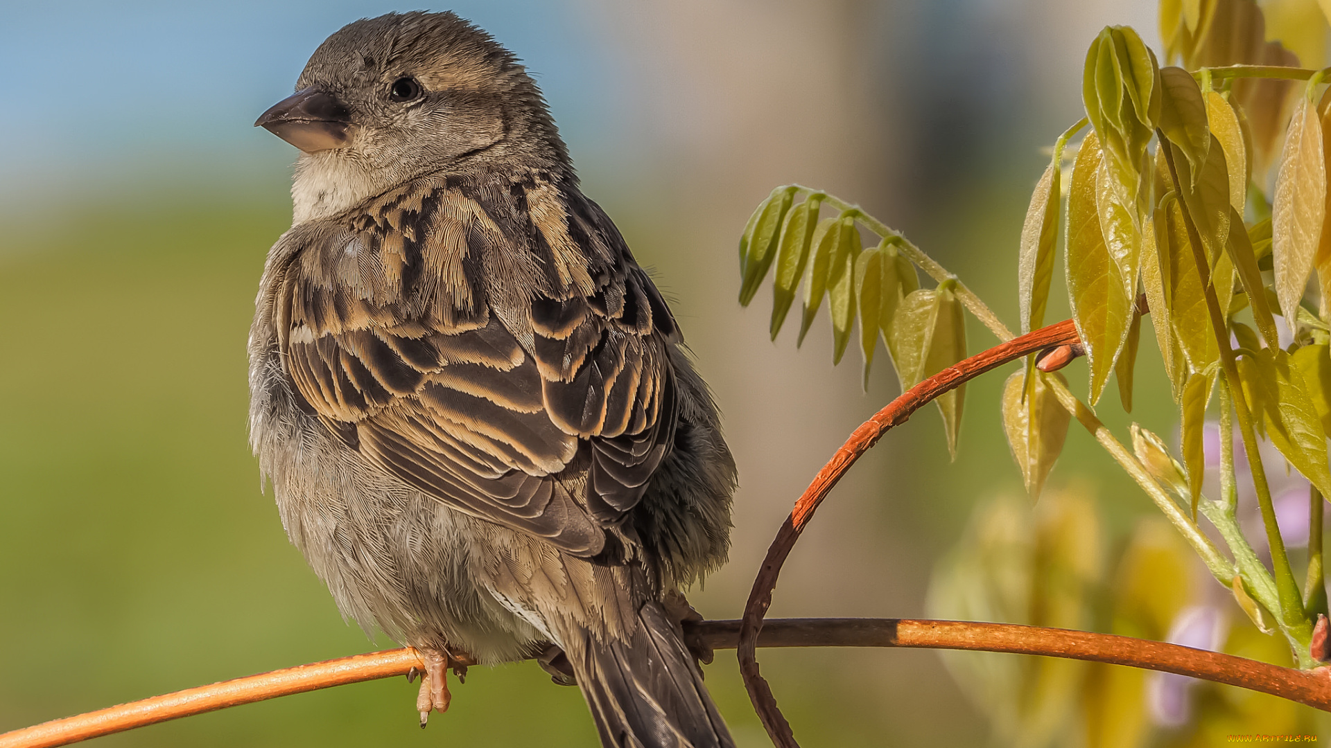 животные, воробьи, птичка