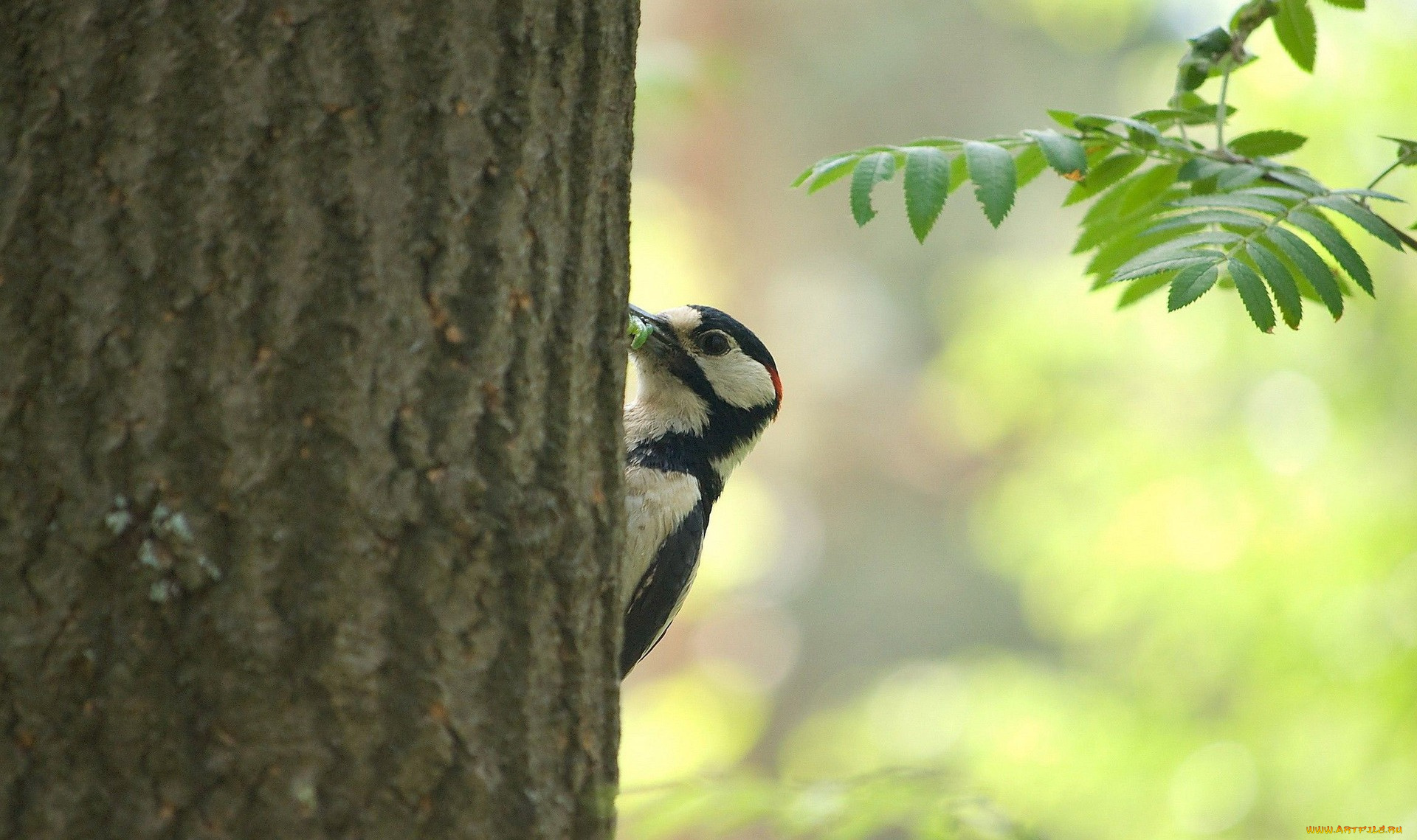 животные, дятлы, дерево, ствол, червяк, дятел