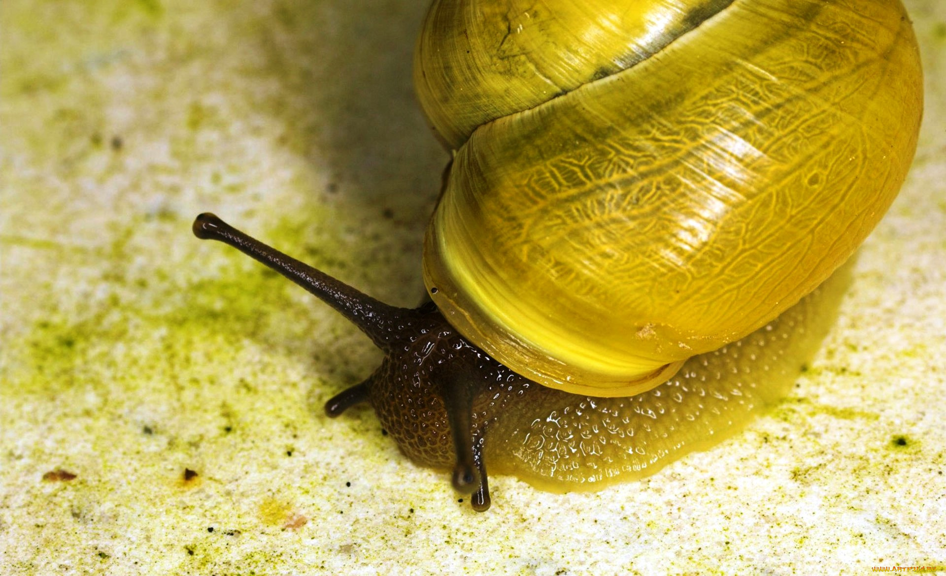 животные, улитки, рожки, раковина, улитка