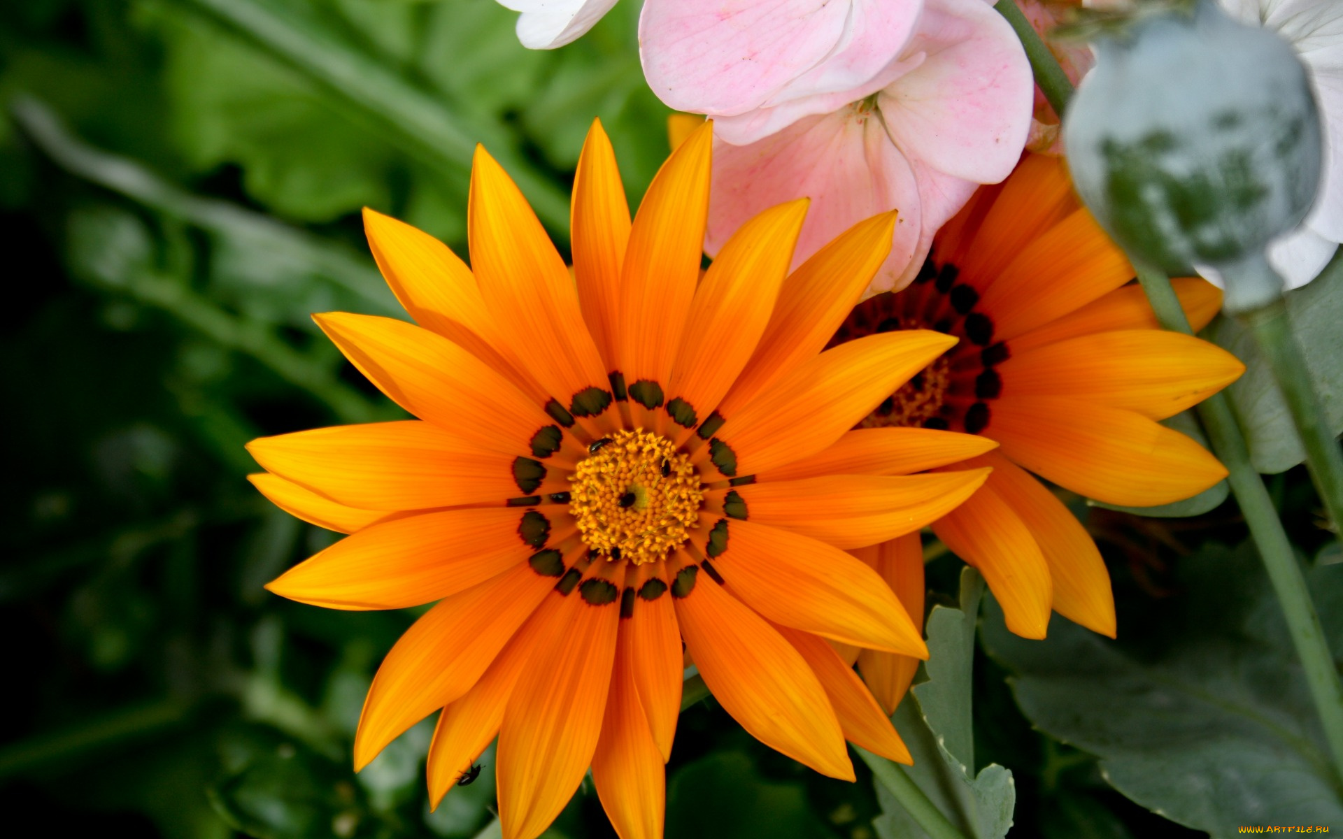 цветы, газания, макро