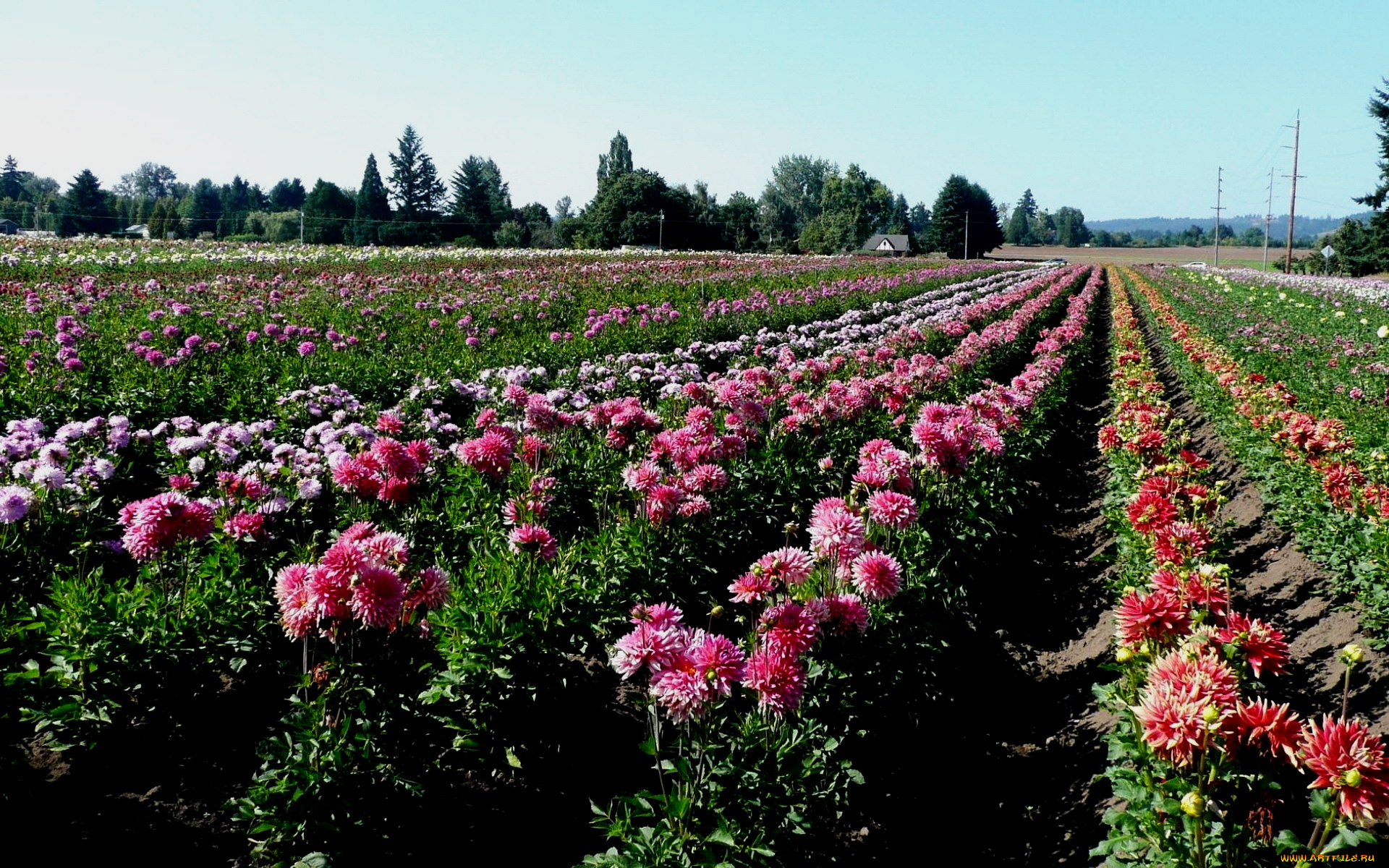 цветы, георгины, много