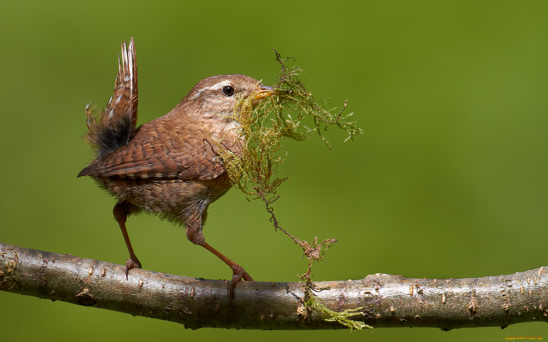 животные, птицы, птичка